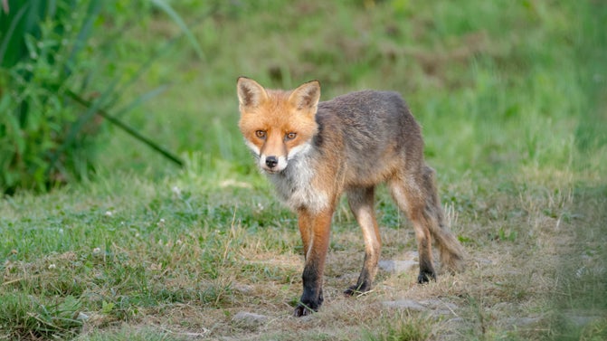 A fox walks through the parkland at Croome, Worcestershire