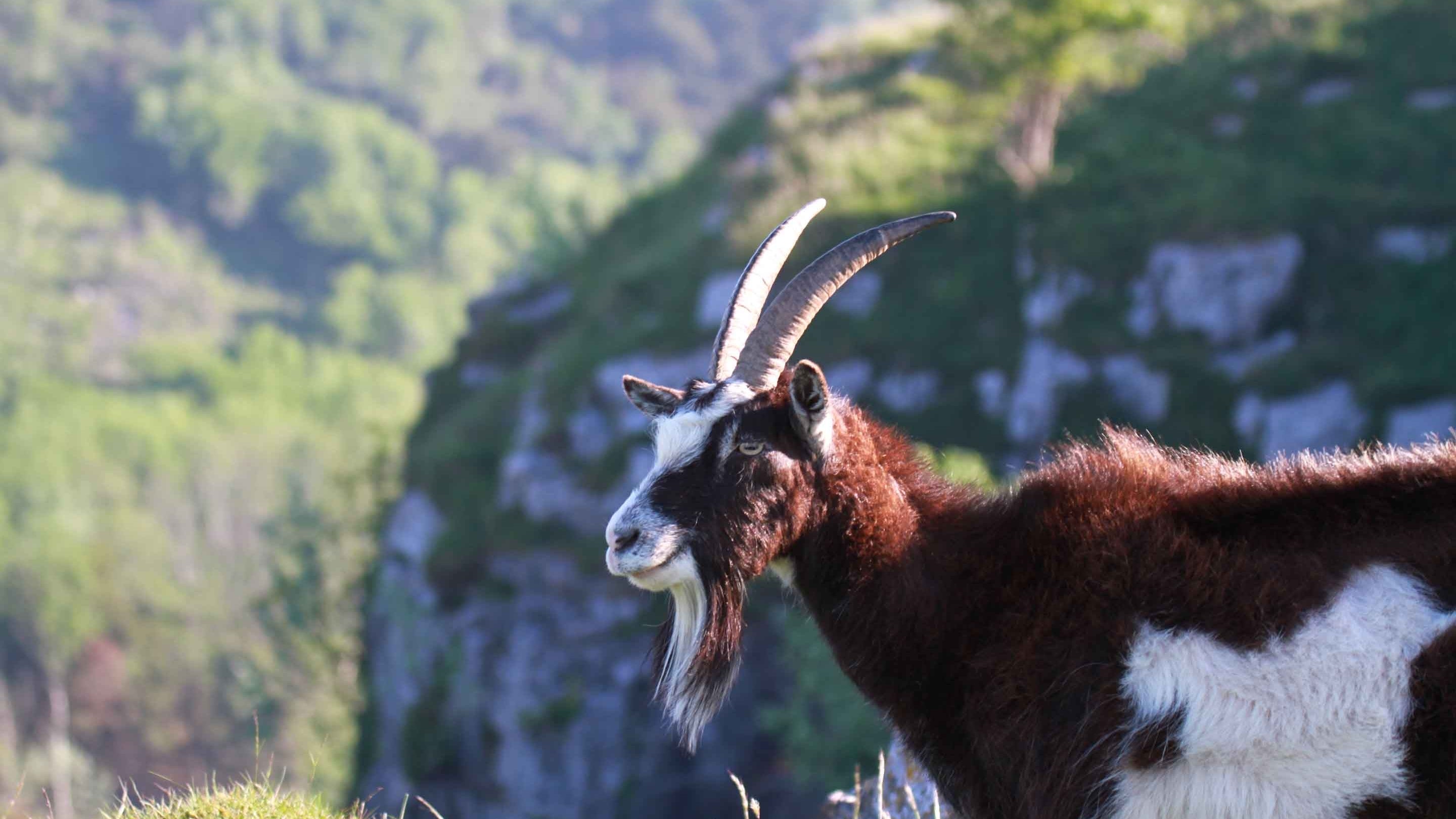 A horned goat looks off to the distance with Cheddar Gorge behind