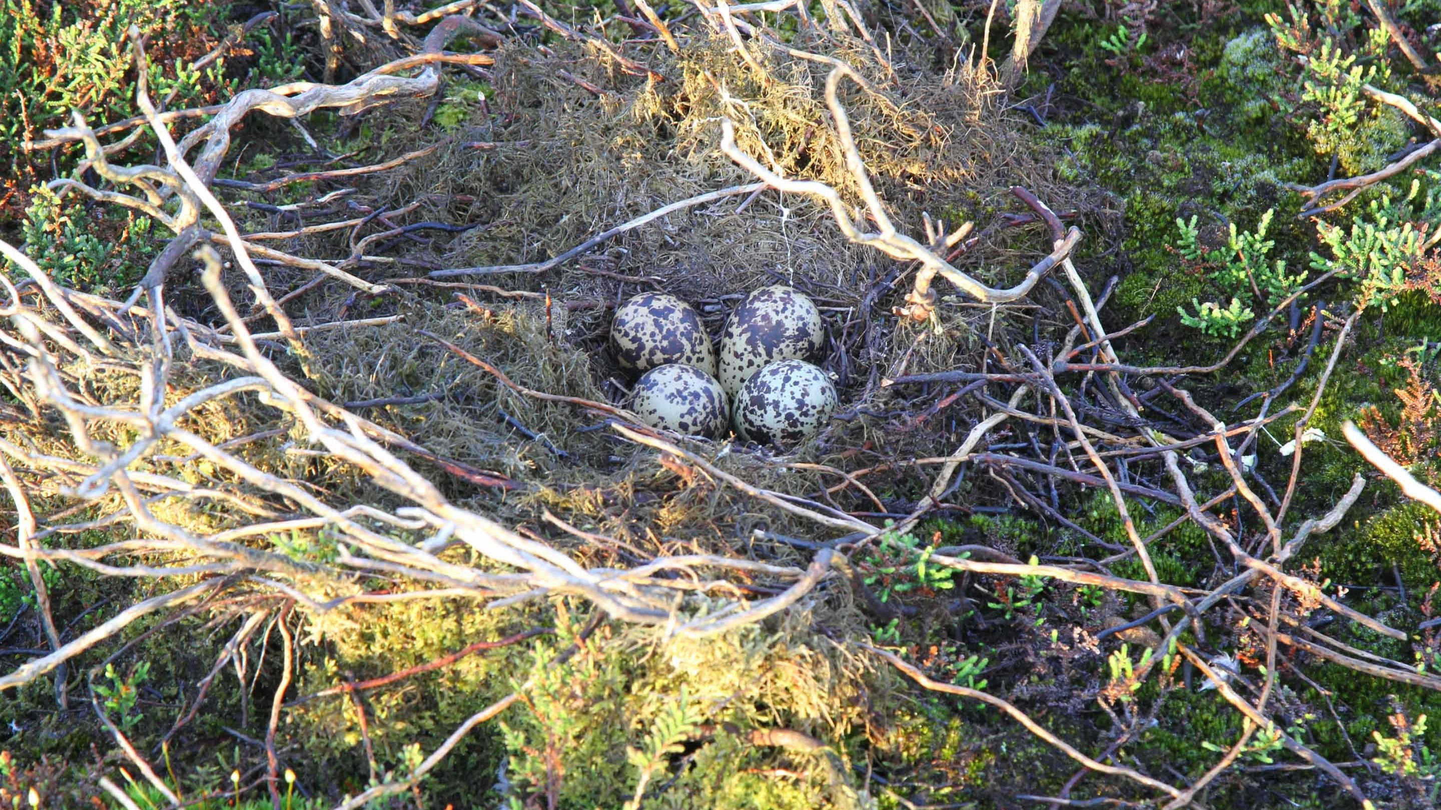 Golden plover nest, North Yorkshire Moors