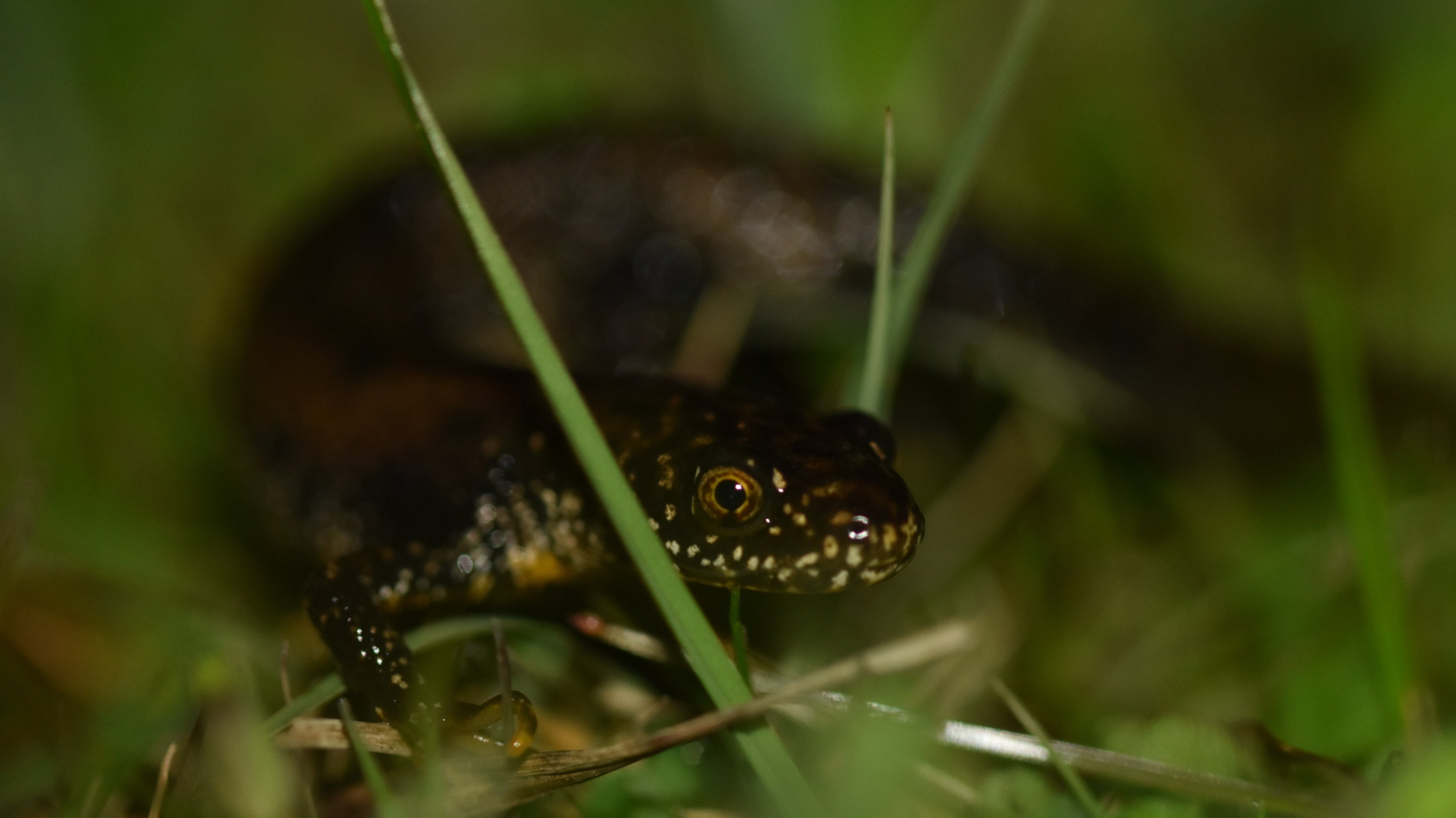 A close-up of a black speckled newt