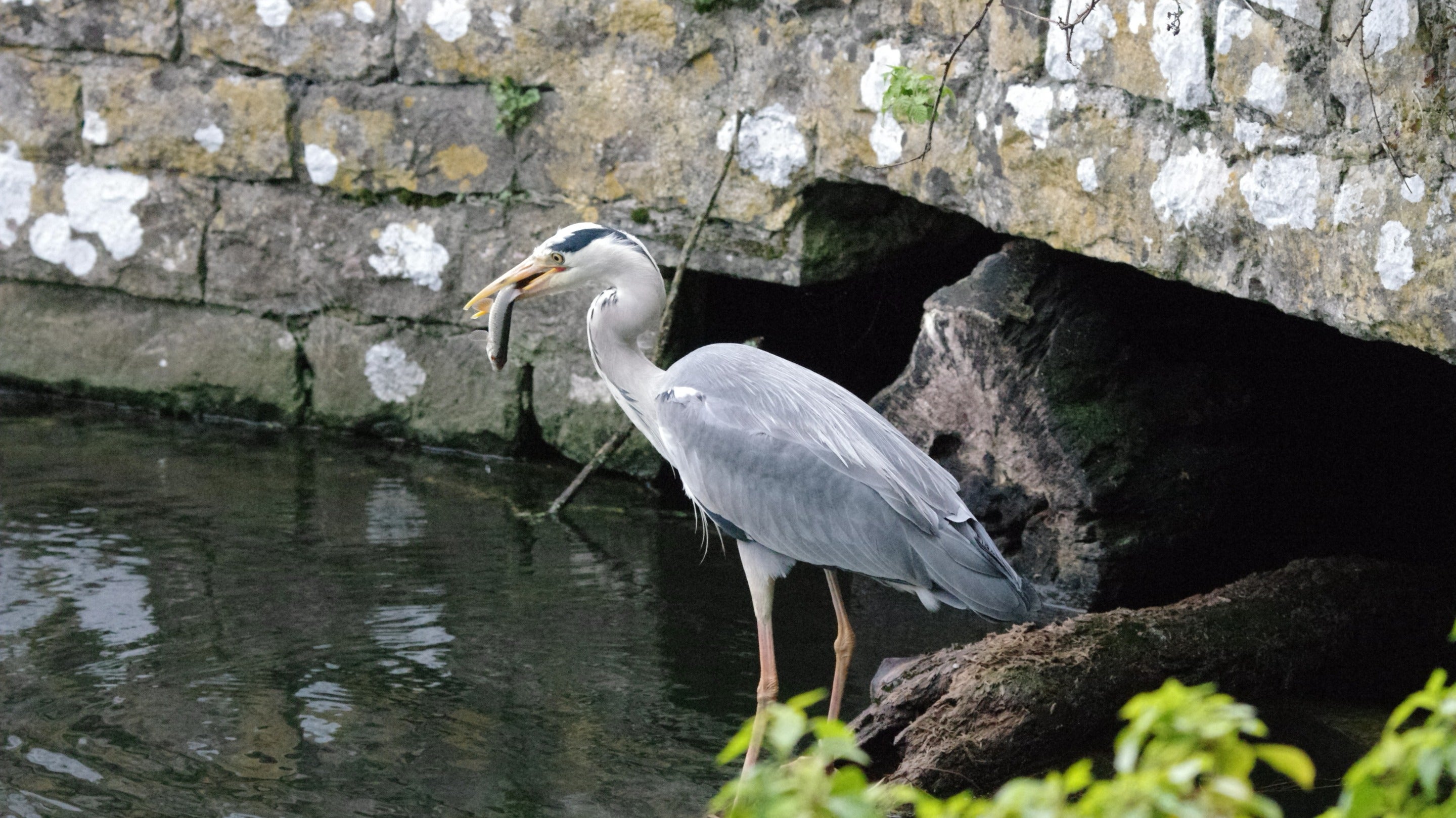 Grey Heron fishing in a stream near a bridge
