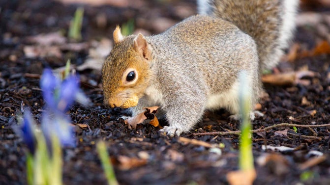 Grey squirrel in the Winter Garden at Dunham Massey, Cheshire