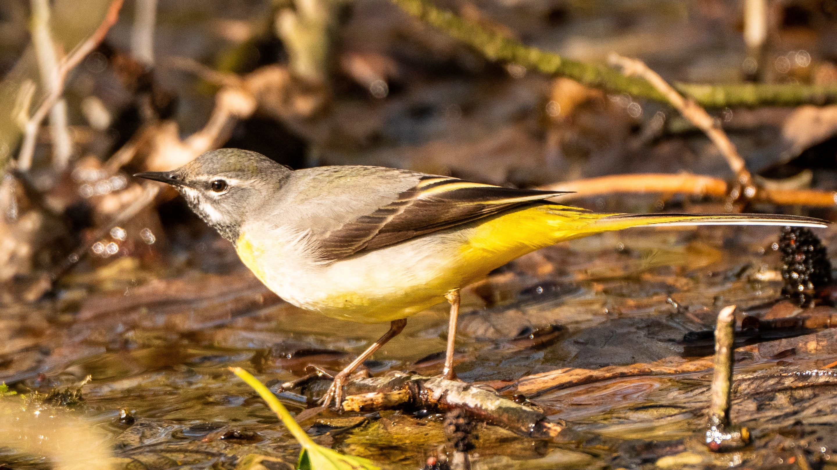 Grey wagtail on valley pond at Sheringham Park, Norfolk