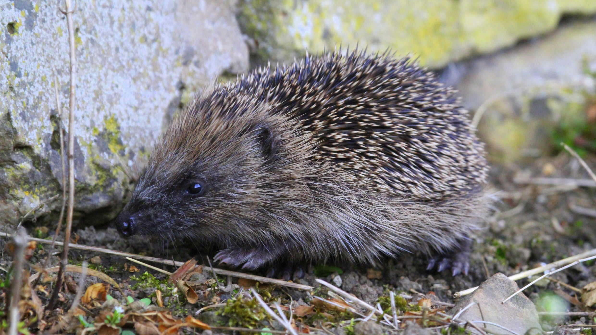Hedgehog standing at the base of a dry stone wall