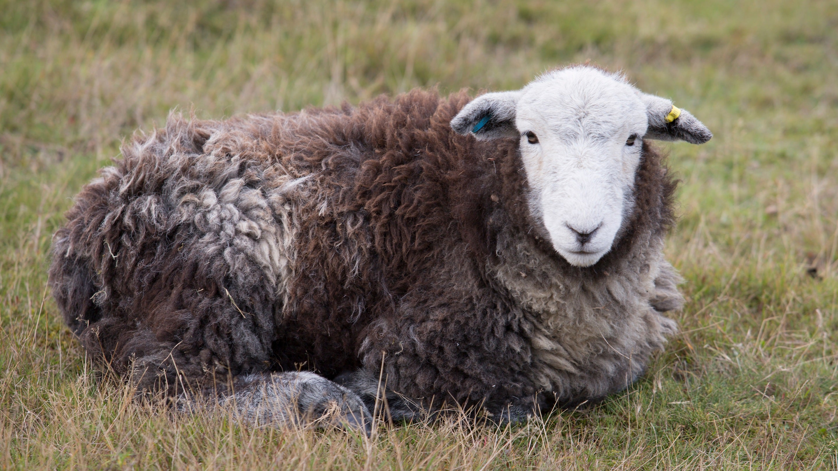 A Herdwick sheep lying down on grass at Sutton Hoo, Suffolk