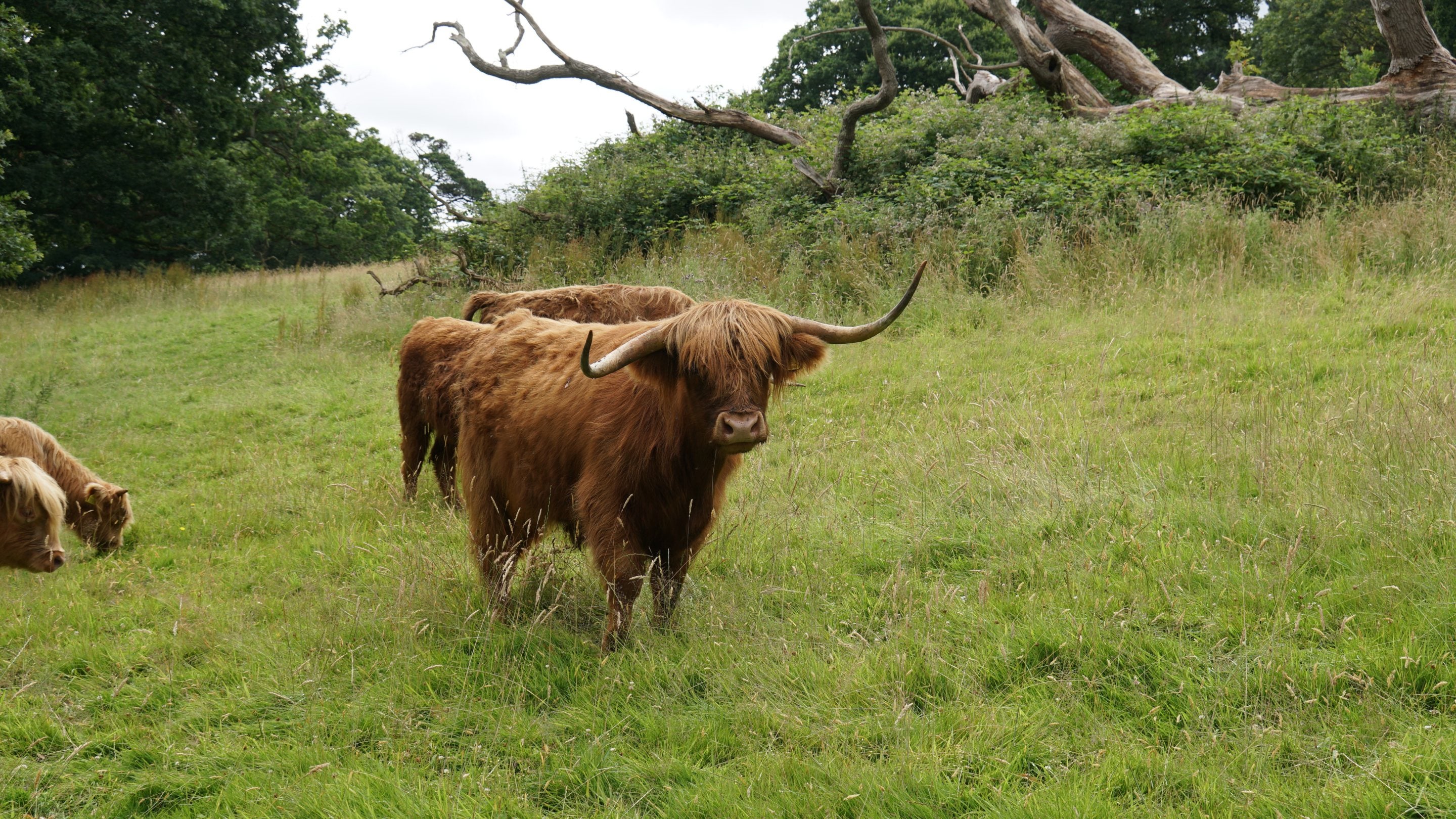 A large-horned highland cow and other highland cattle in the parkland at Killerton, Devon