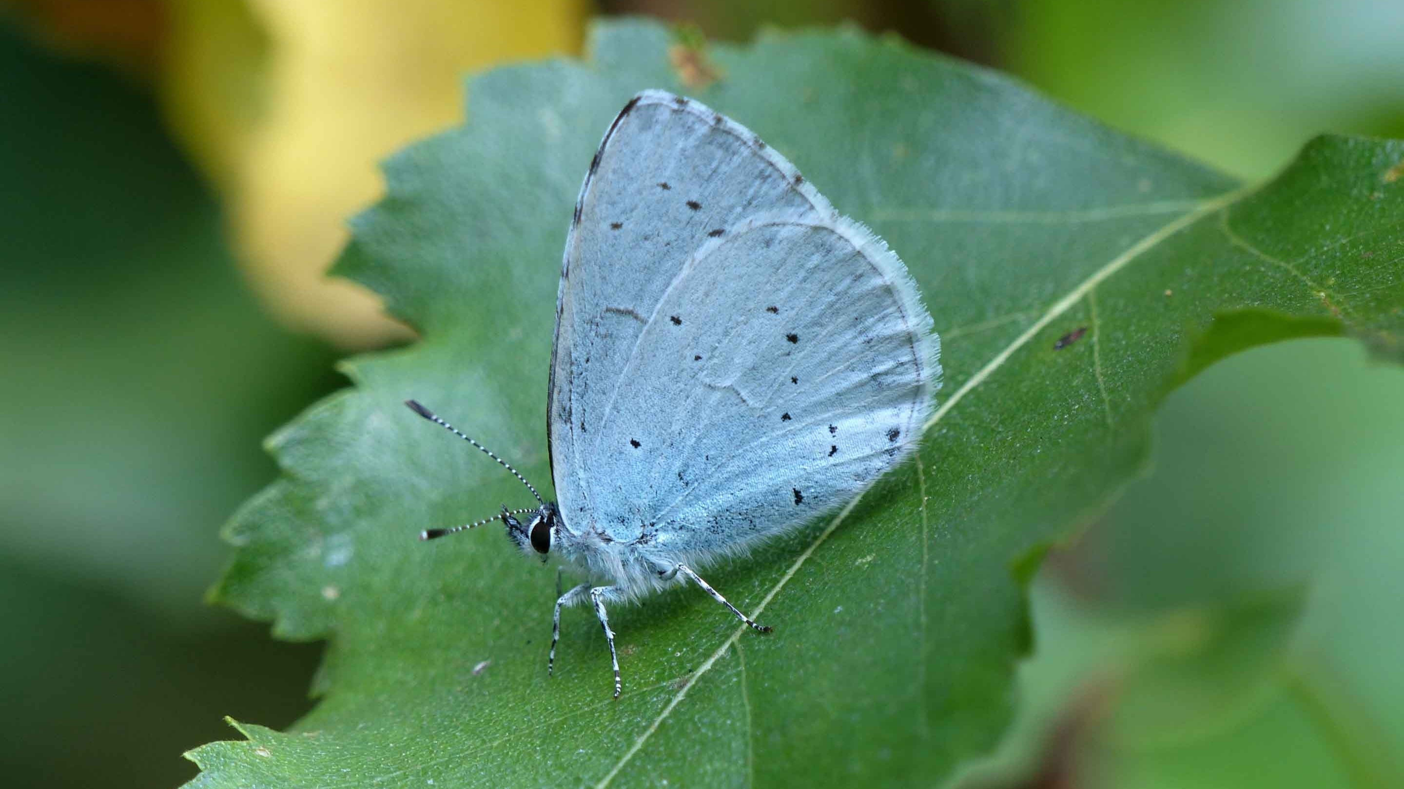 A male Holly Blue butterfly on a leaf at Bookham Commons, Surrey