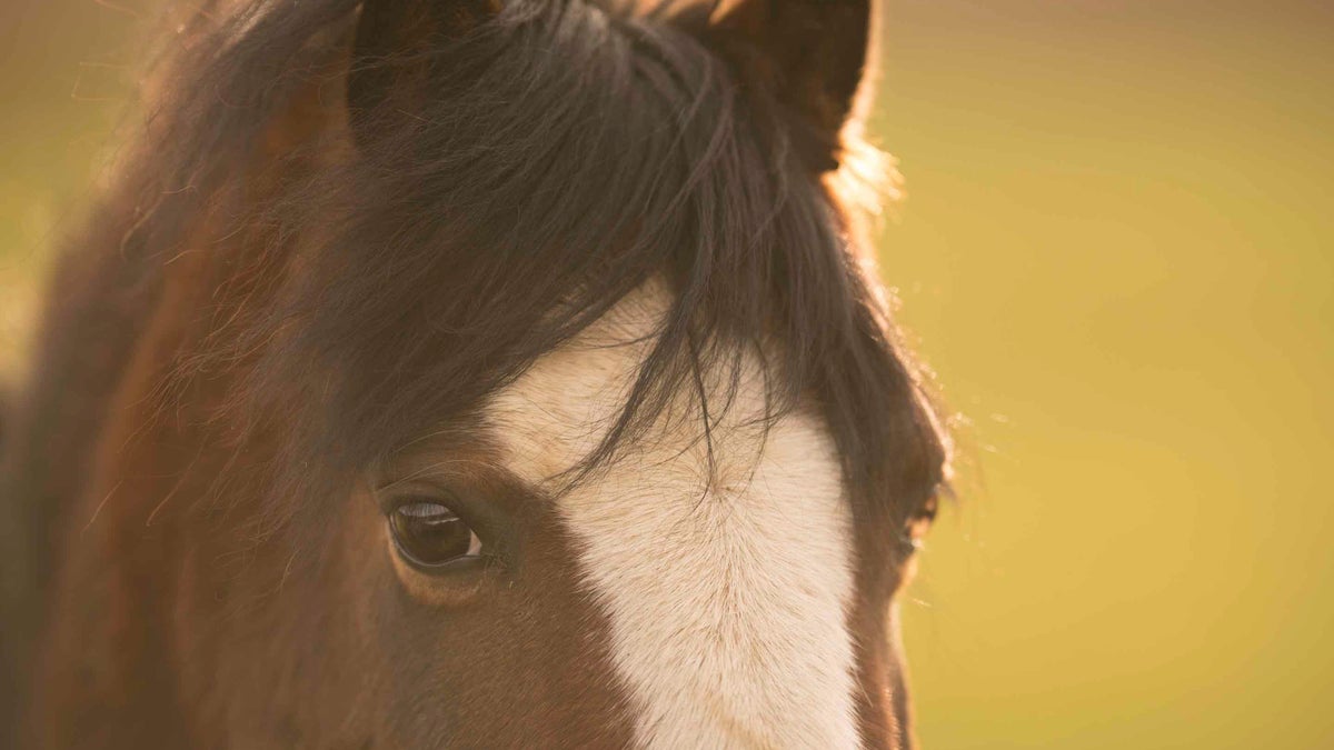 Riding your horse at Formby │ Liverpool National Trust
