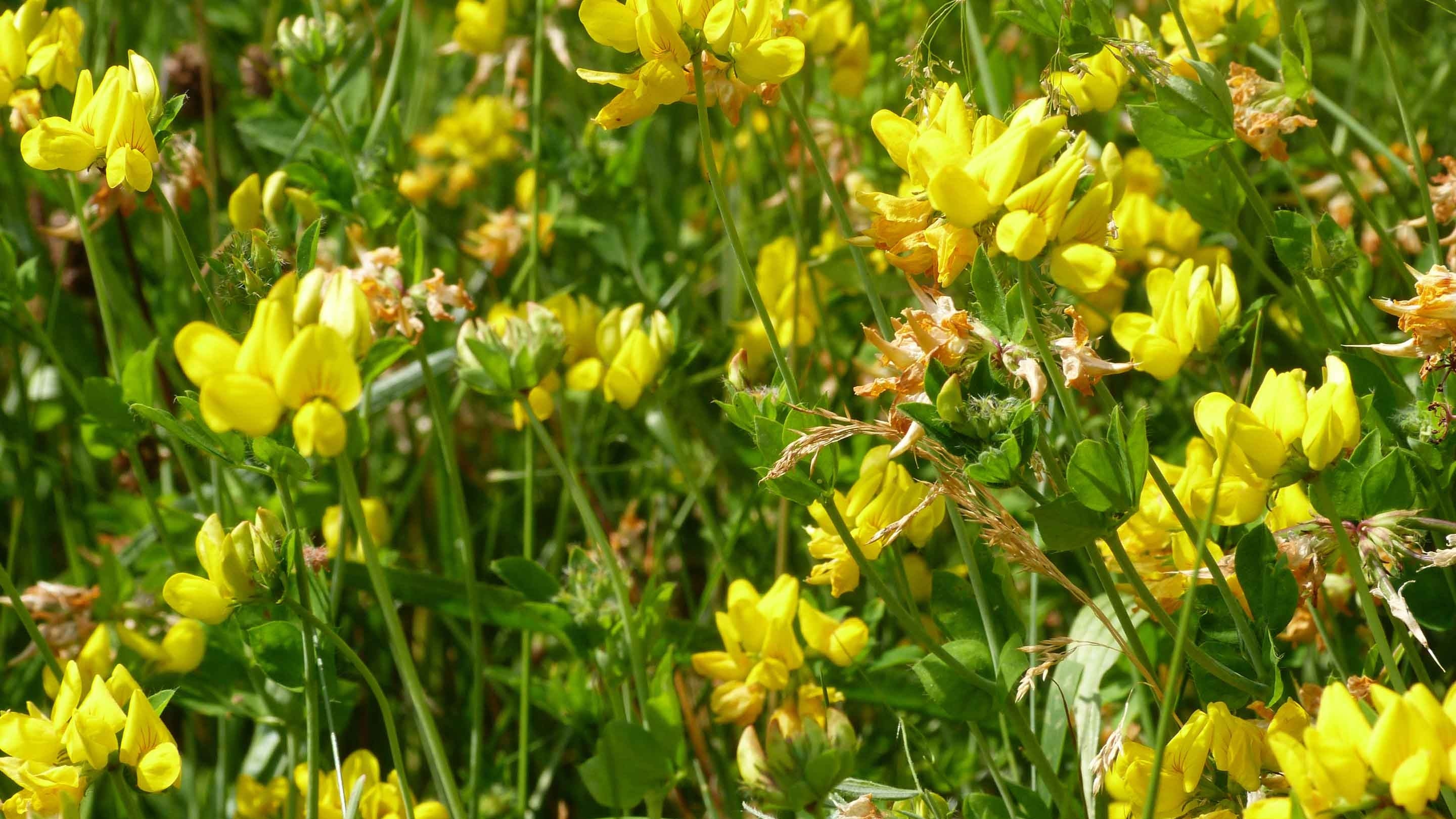 Yellow flowers in long grass