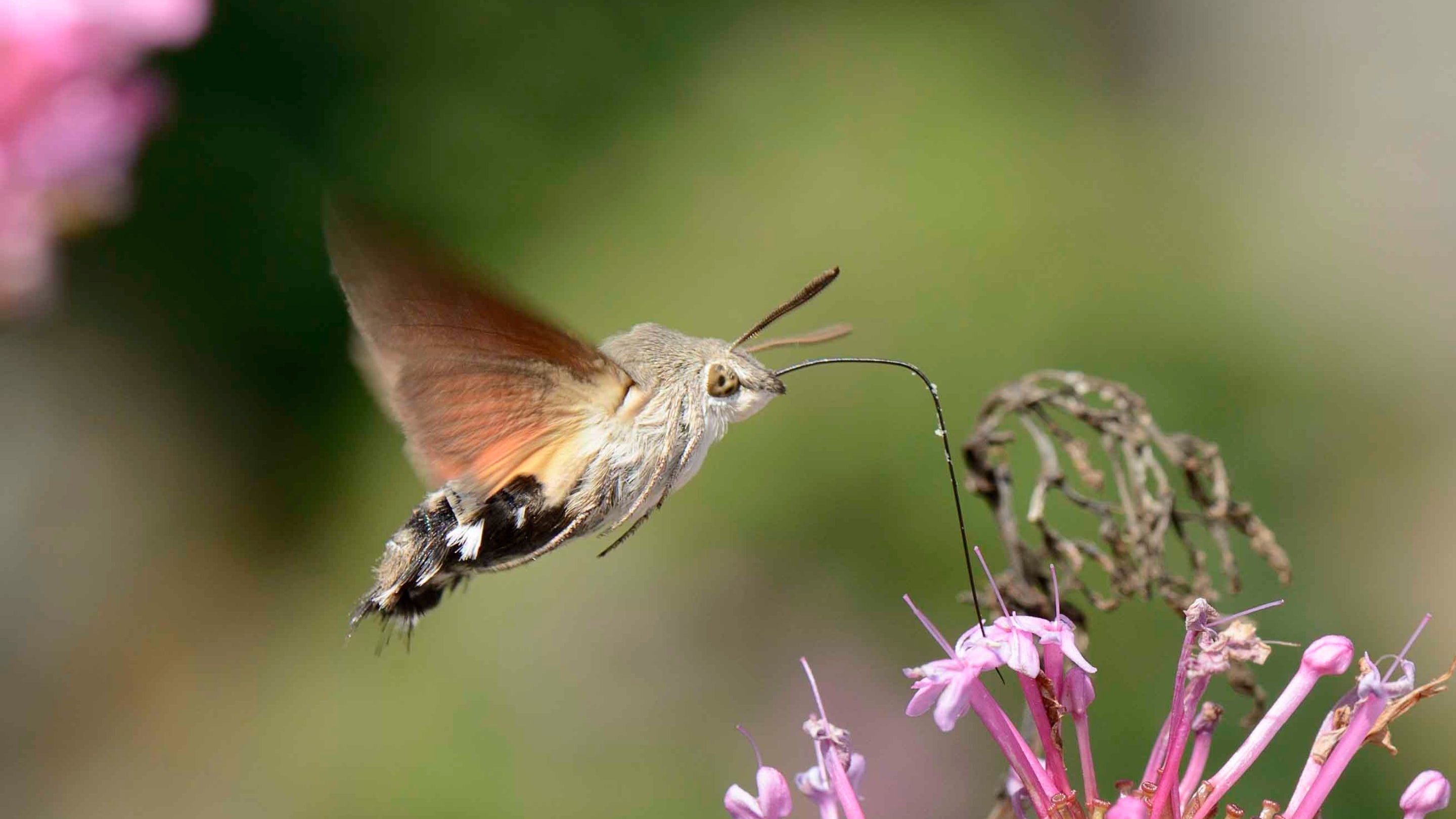 A small hummingbird hawkmoth feeding on a pink flower