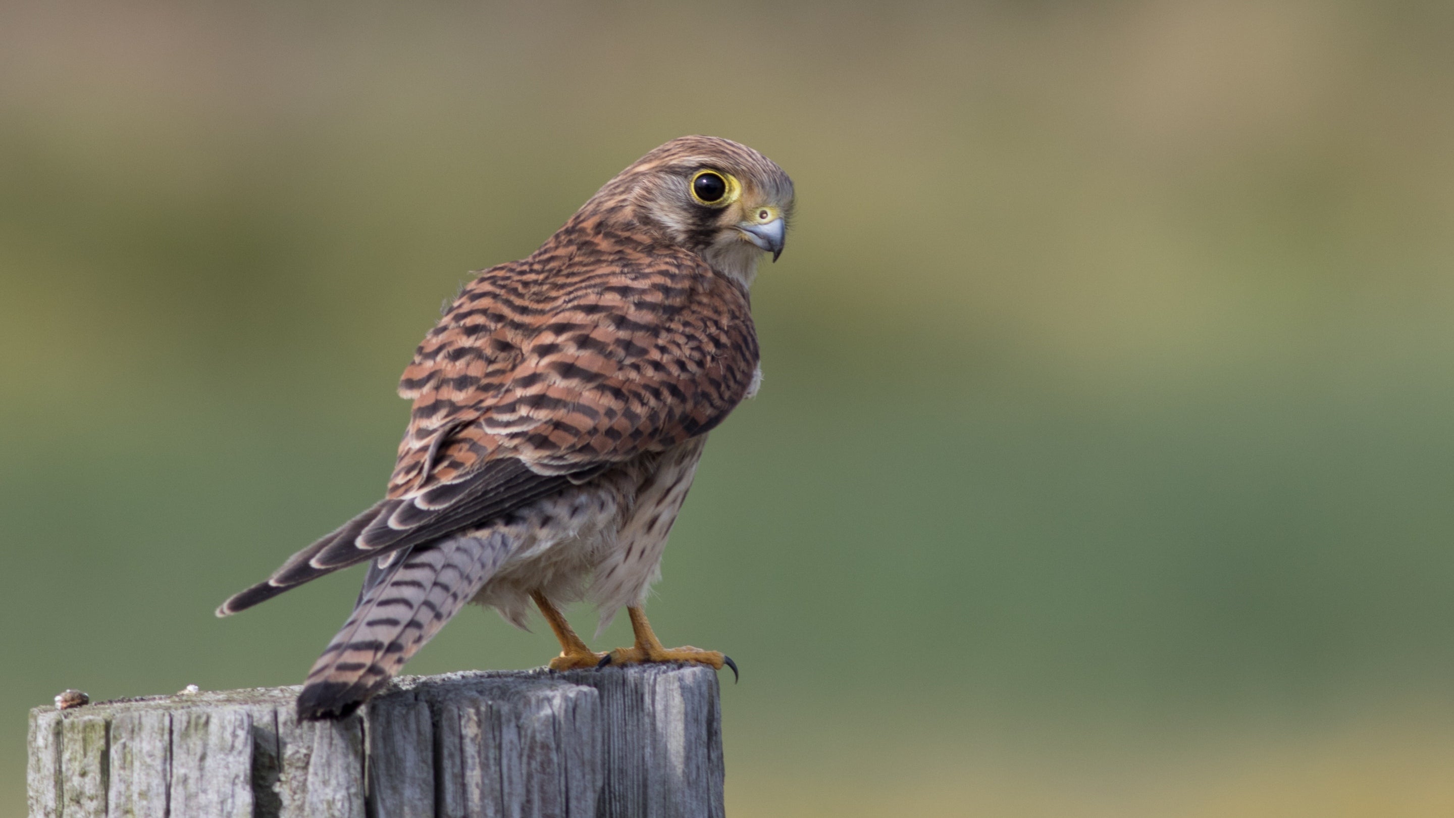 A close-up of a kestrel perched on a fence post looking over its shoulder