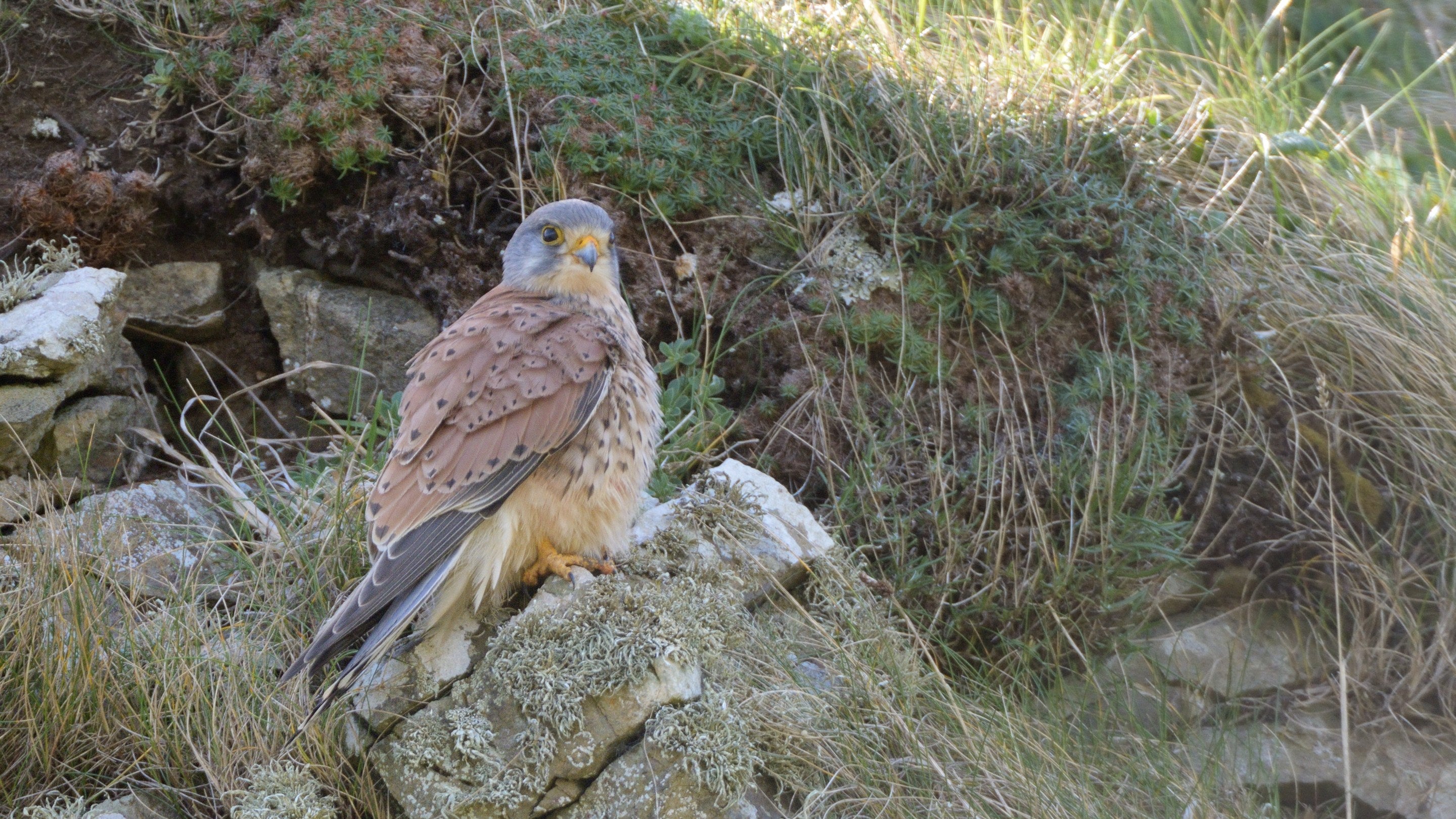 A male kestrel perched on a rock on a steep hillside at Pentire Point, Cornwall