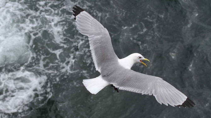 Kittiwake in flight above the sea, photographed from above