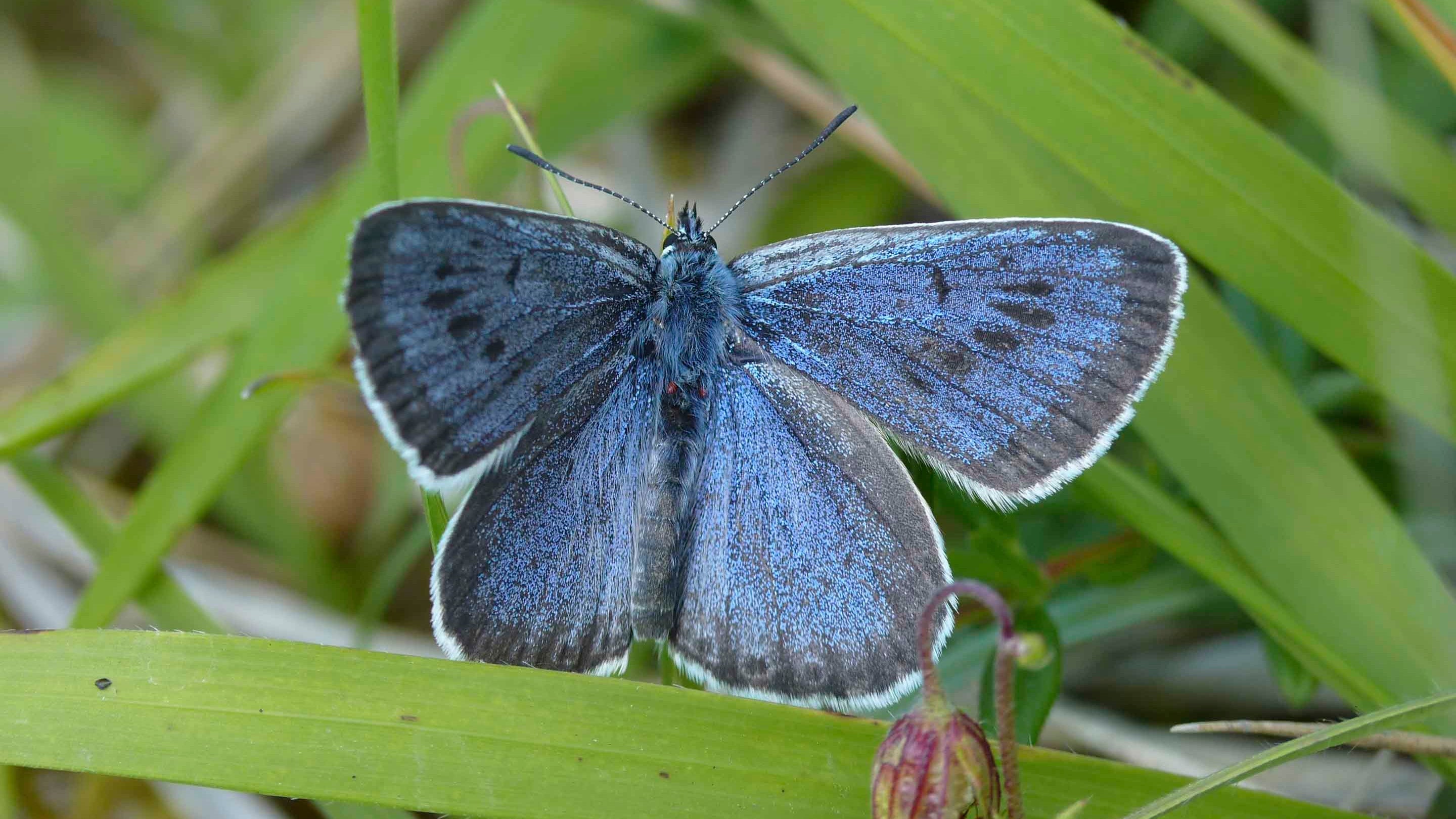 Large Blue butterfly, male