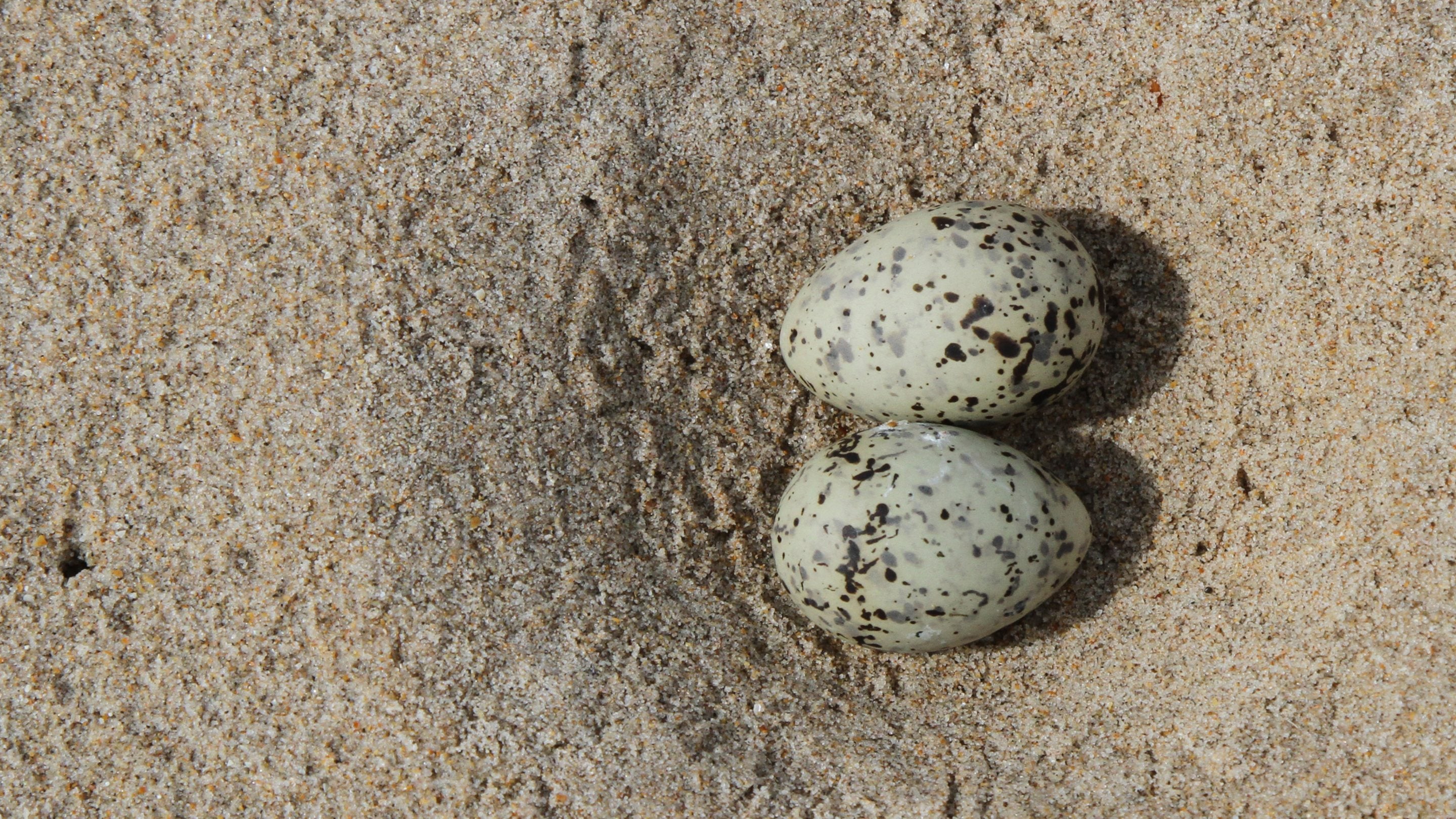 Two little tern eggs lying in a depression in the sand on a beach in the north of England