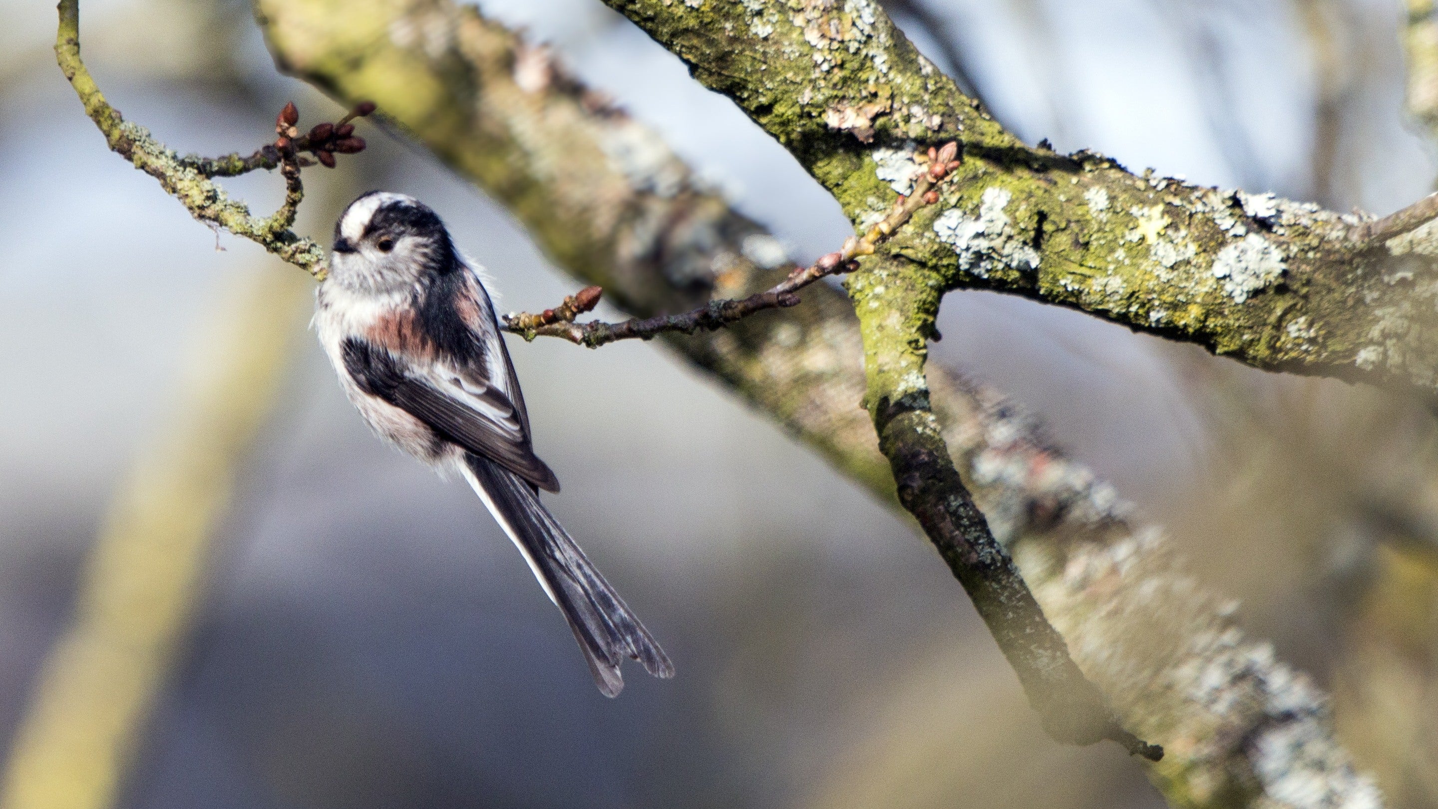 A long-tailed tit foraging in a tree