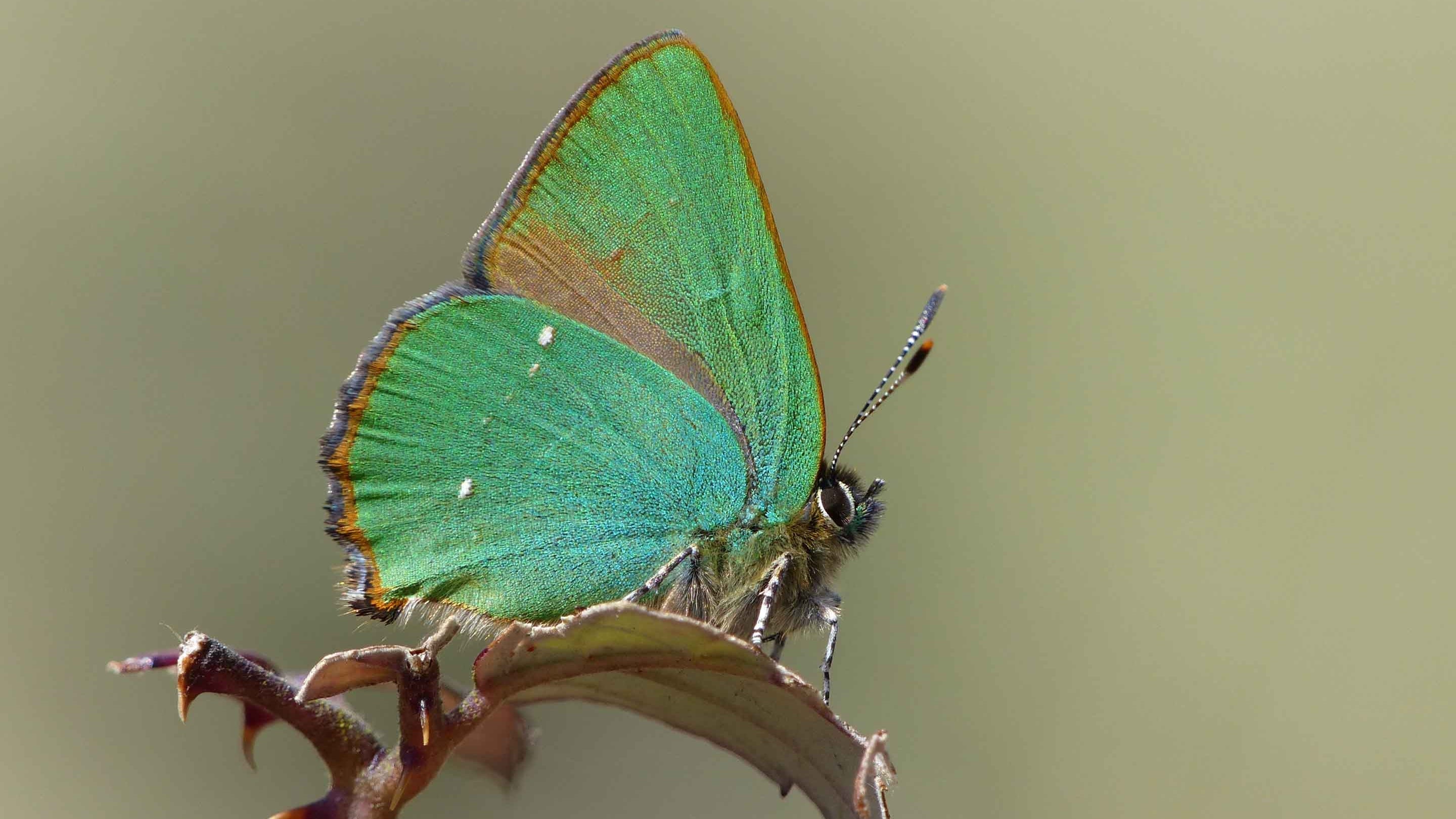 A male Green Hairstreak in April at Rodborough Common, Gloucestershire
