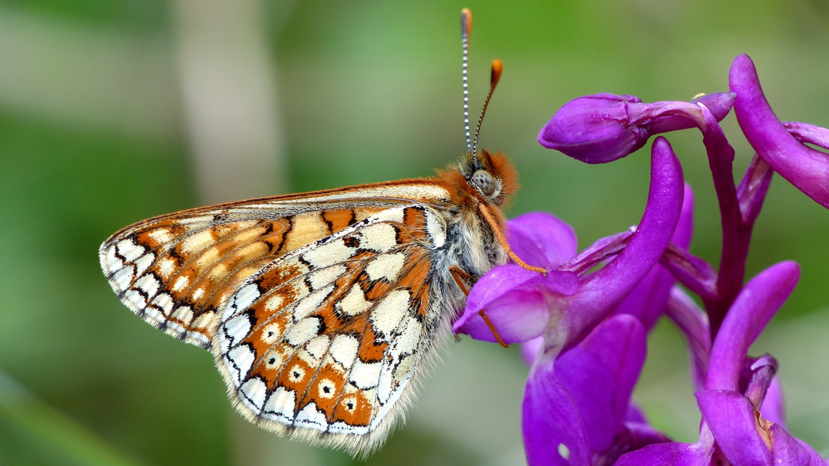 A close up of a male Marsh Fritillary butterfly on a purple orchid