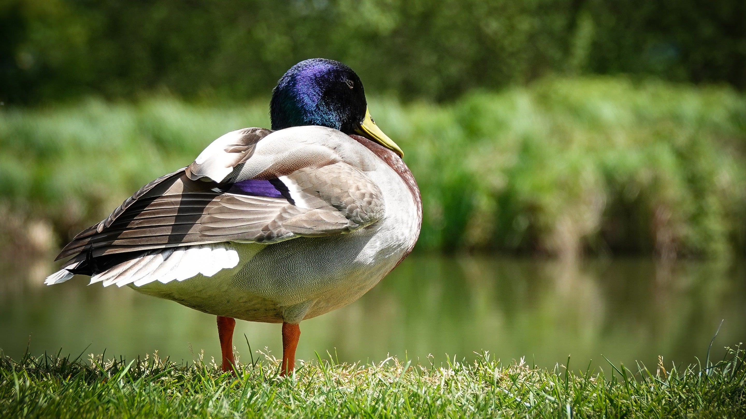 A close up image of a mallard duck with its neck tucked in sitting on the grass banks of the moat at Bodiam Castle