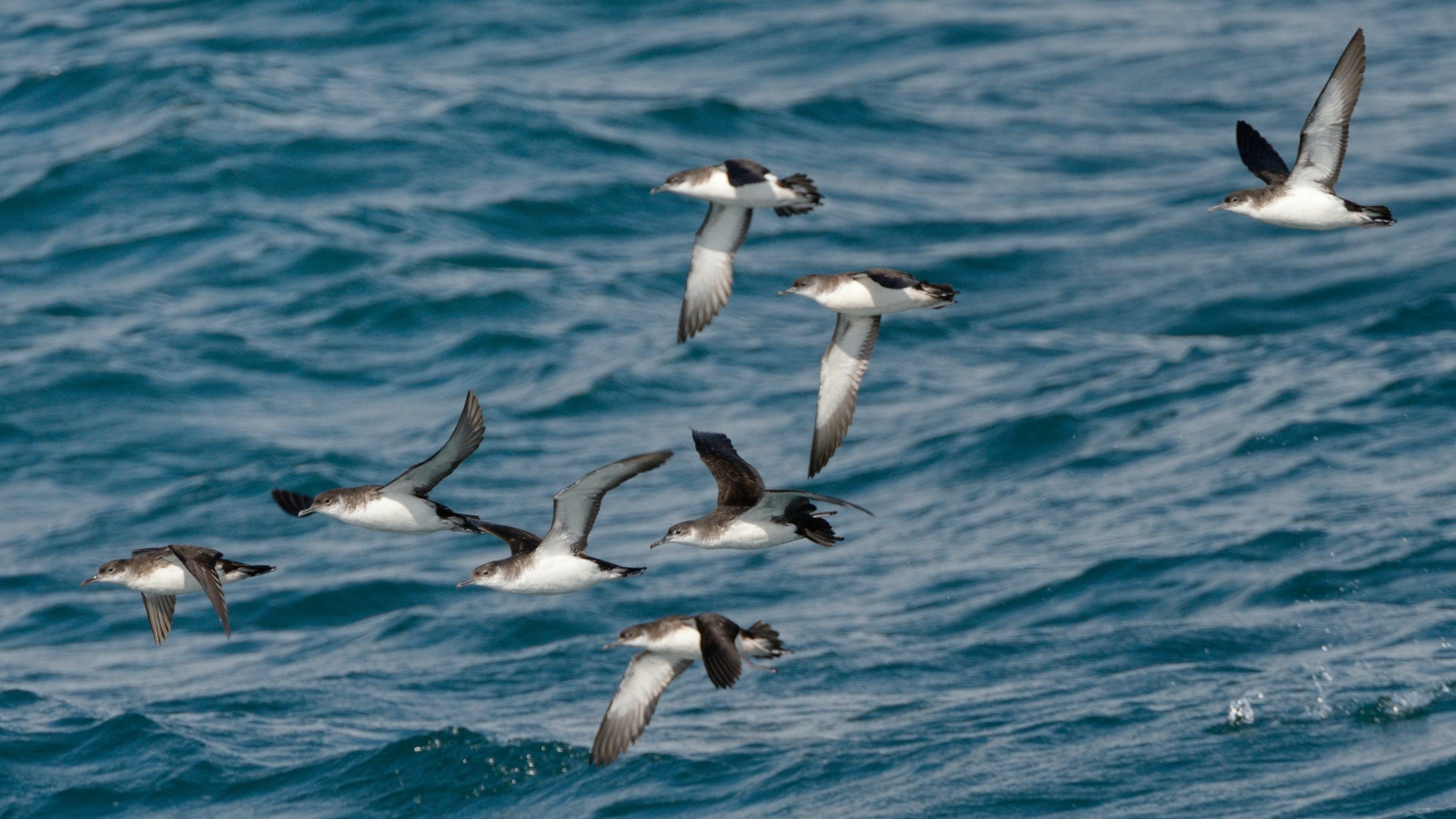 A group of Manx shearwater, grey and white sea birds, in flight over the sea