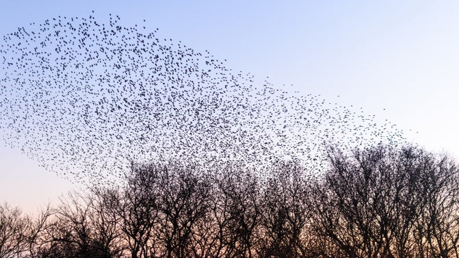 A murmuration of starlings soaring above trees in the evening sky at Studland Bay, Dorset