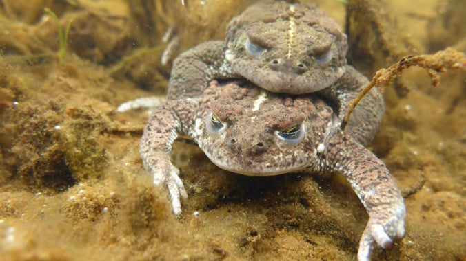 Endangered species that need our help | National Trust