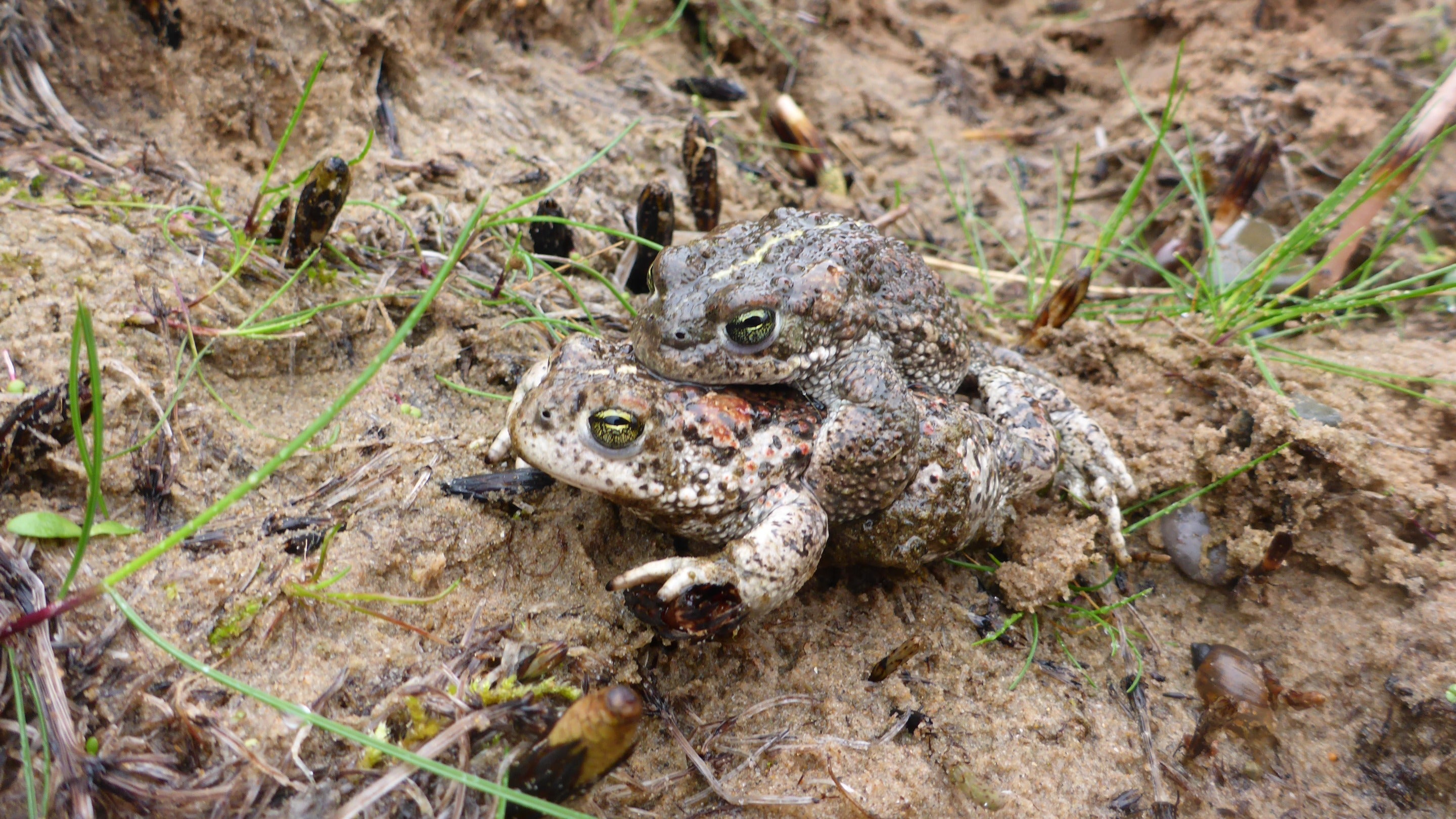 Two Natterjack Toads mating on the ground at Sandscale Haws, Cumbria