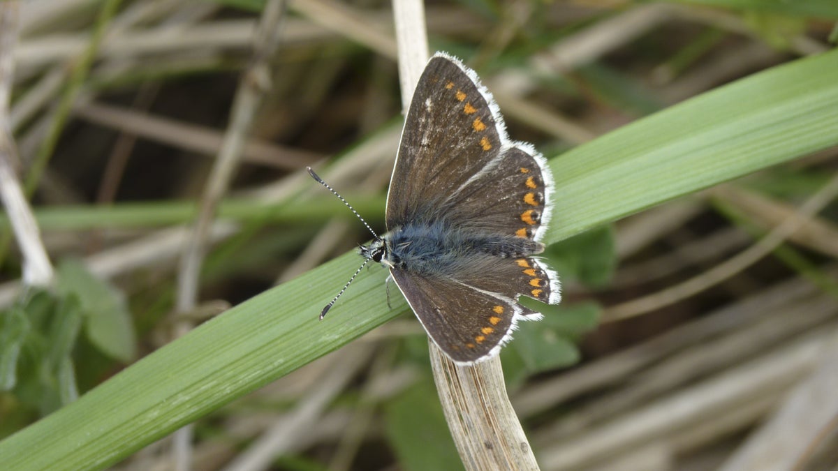 Durham argus butterfly project National Trust