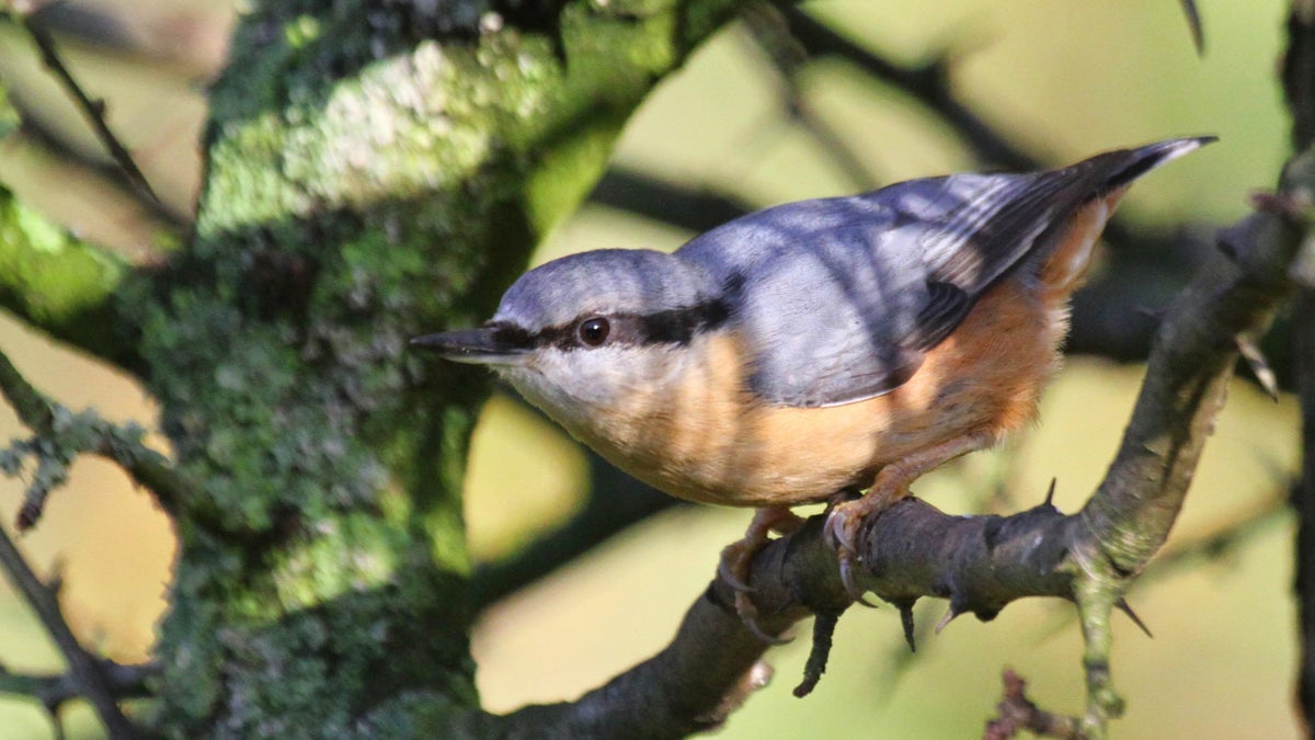 Abinger Roughs nature walk | Surrey | National Trust