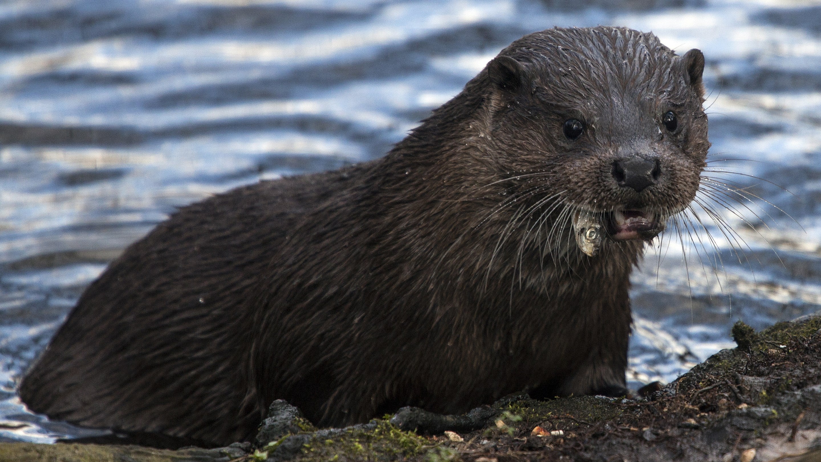 Dyfrgi’n dod allan o’r dŵr ac yn bwyta pysgodyn.