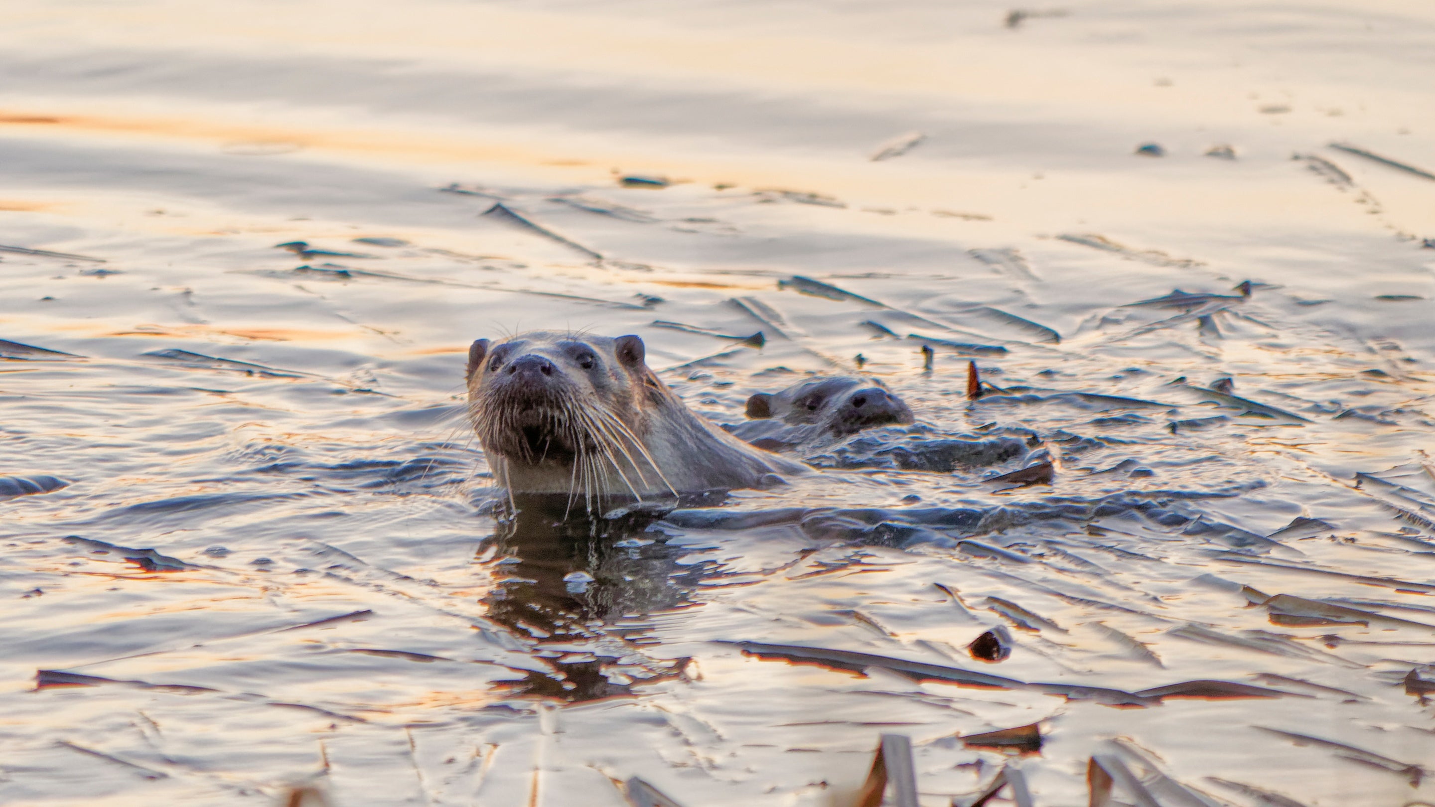 An otter swimming in a river with its head above the water at Croome, Worcestershire