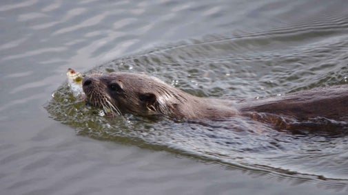 Boating and fishing in Buttermere Valley | National Trust