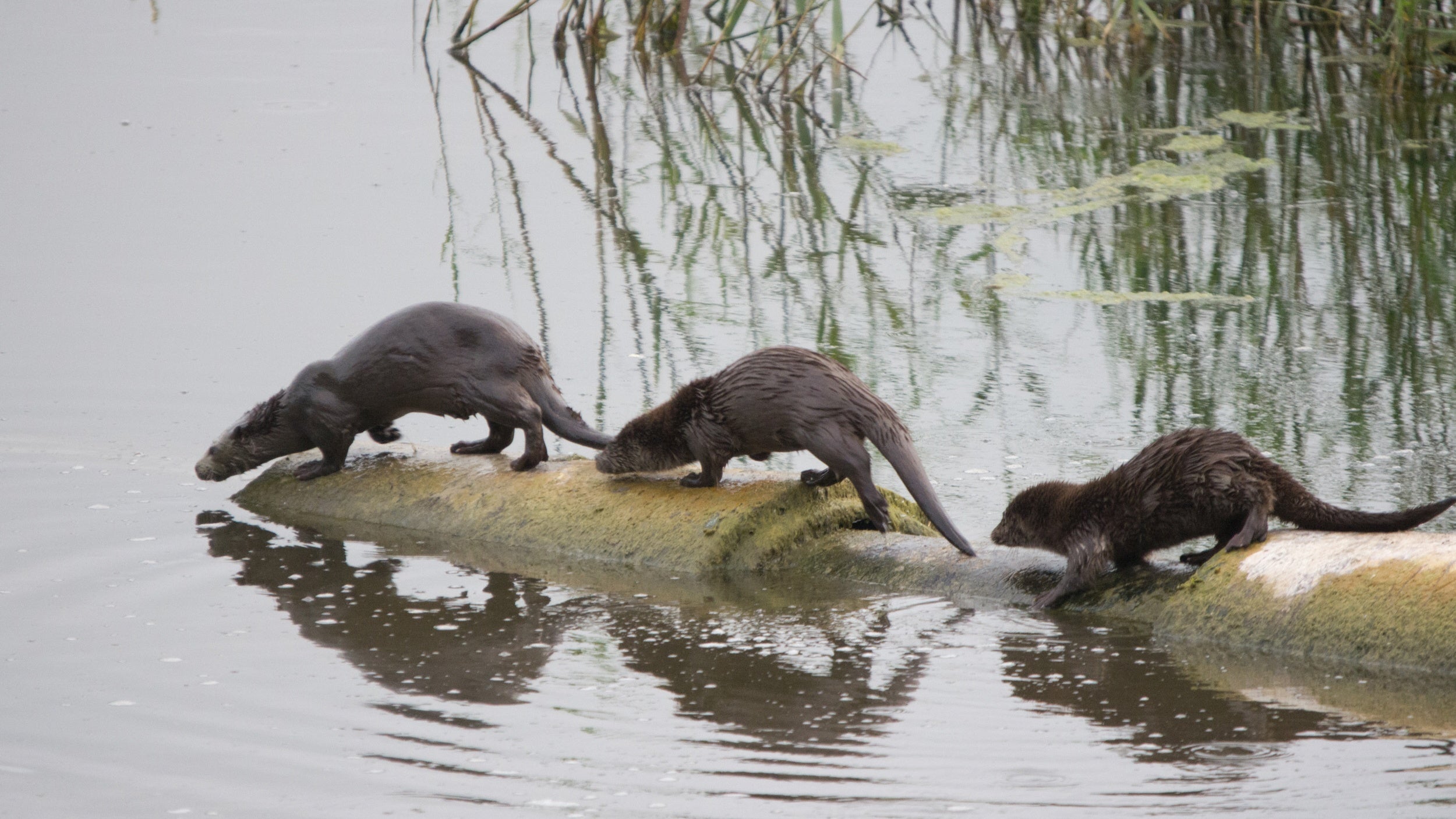 Three young otters walking along a metal drainage pipe which is jutting out into a river at Stackpole, Pembrokeshire