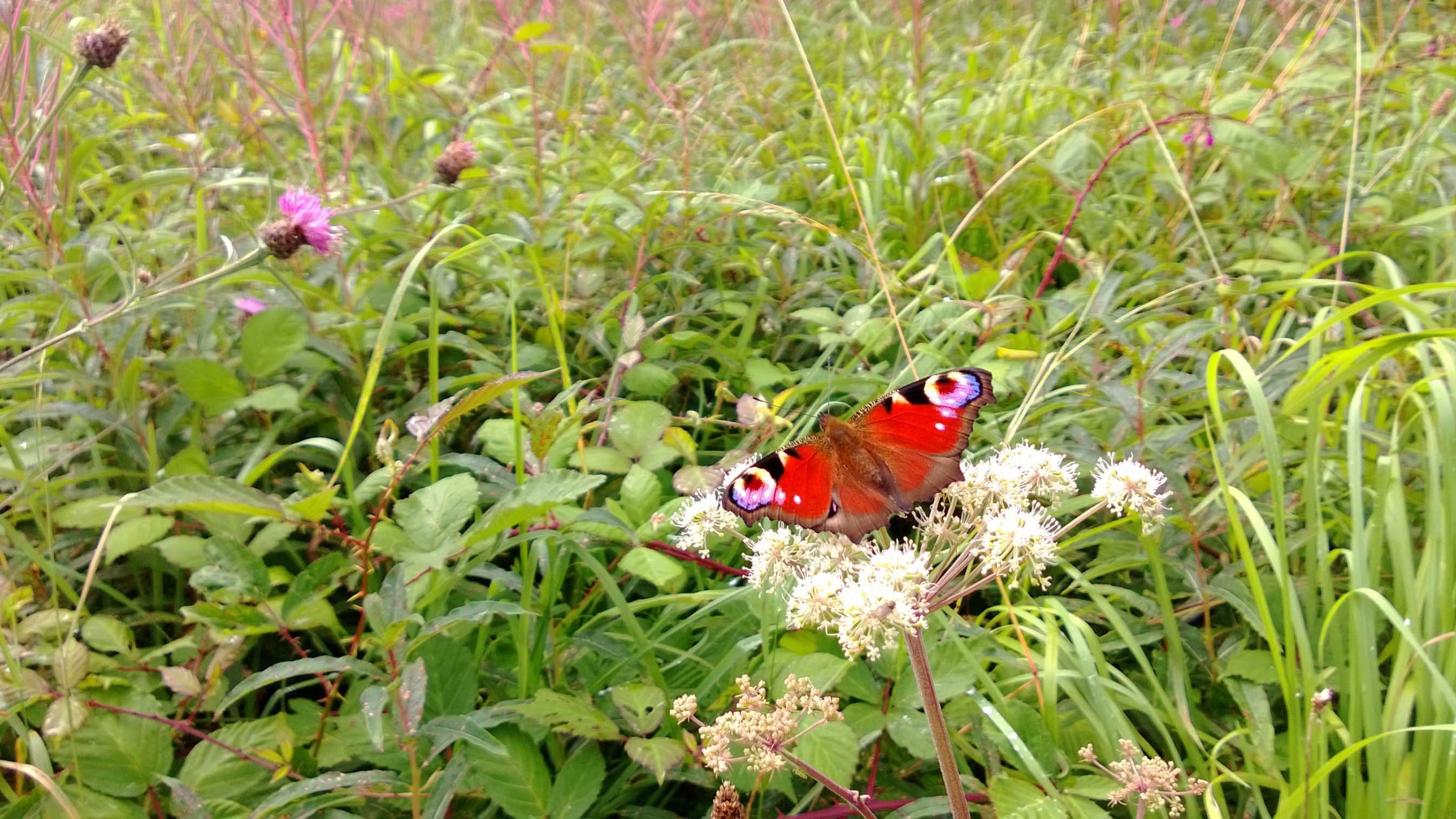 A red peacock butterfly with wings outstretched sitting on a white plant