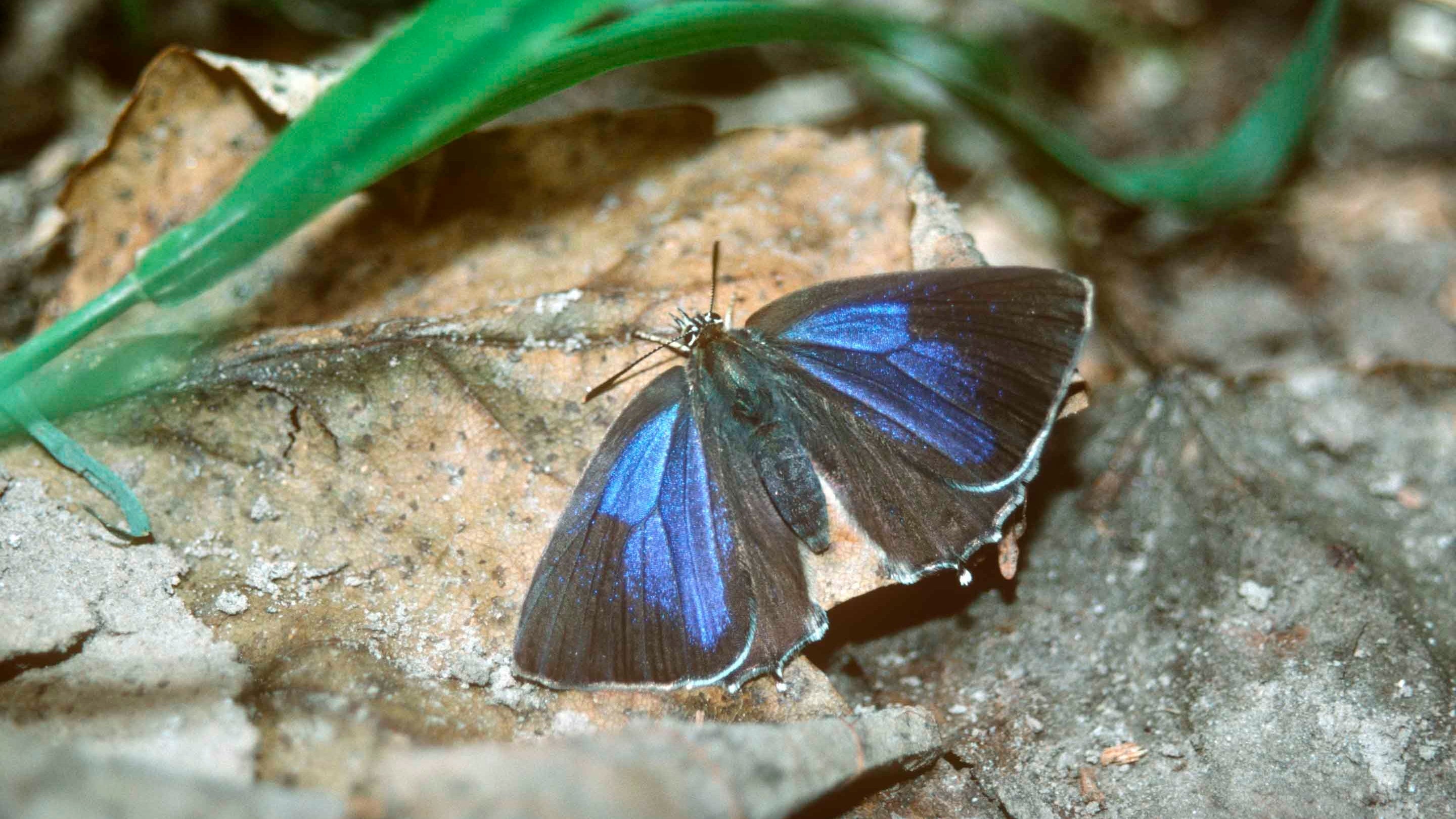 Female purple hairstreak butterfly on a dead leaf at Bookham Commons, Surrey