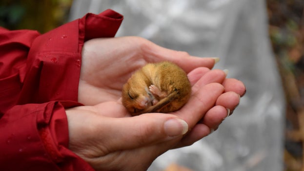 A close up of a ranger's cupped hands holding a torpid dormouse at Killerton, Devon