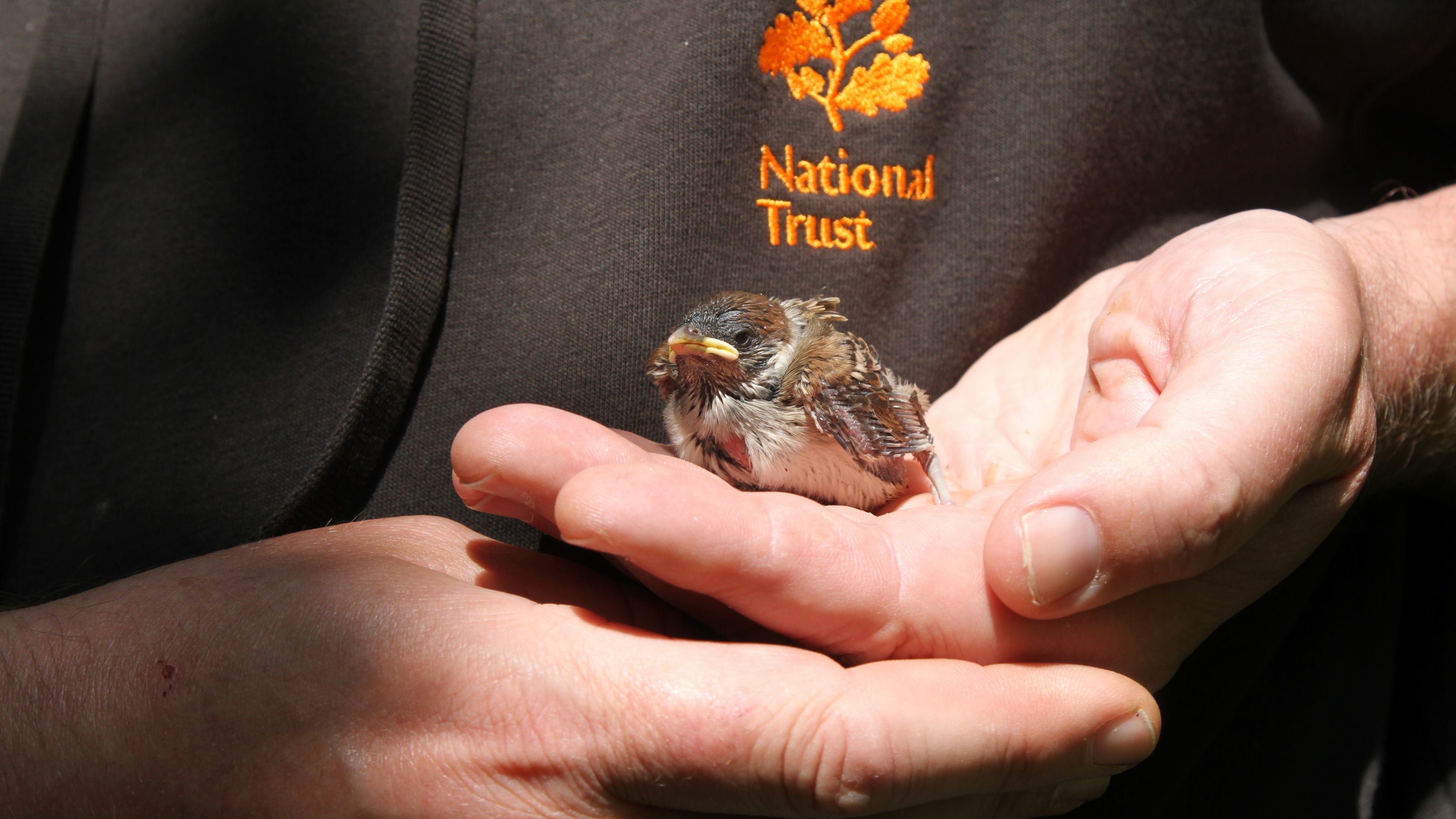 A ranger holding a tree sparrow chick at Souter Lighthouse and the Leas, Tyne & Wear.