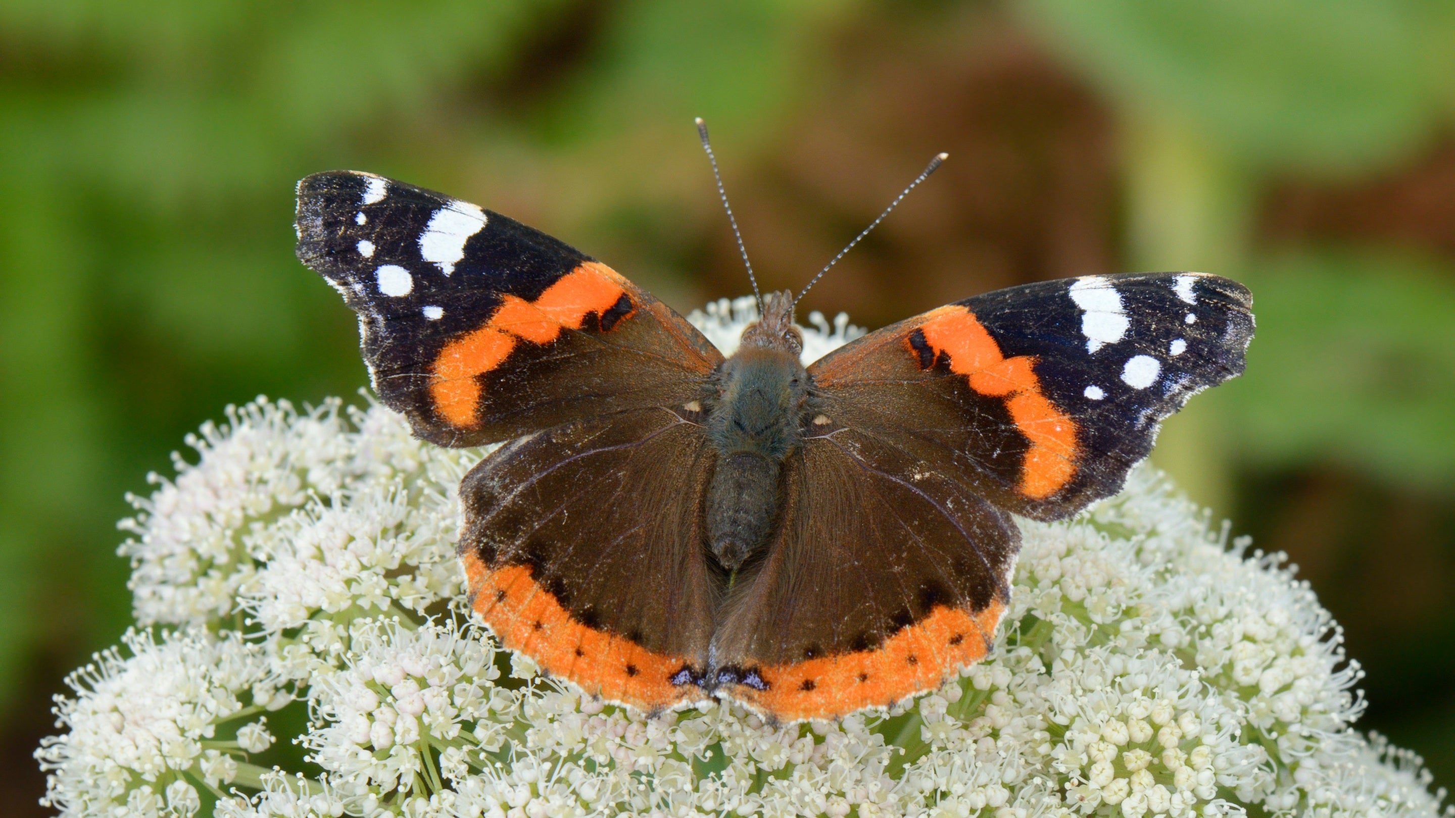 Red admiral butterfly a migrant species from Europe, nectaring on a flowerhead, on the east side of Lundy Island, Devon