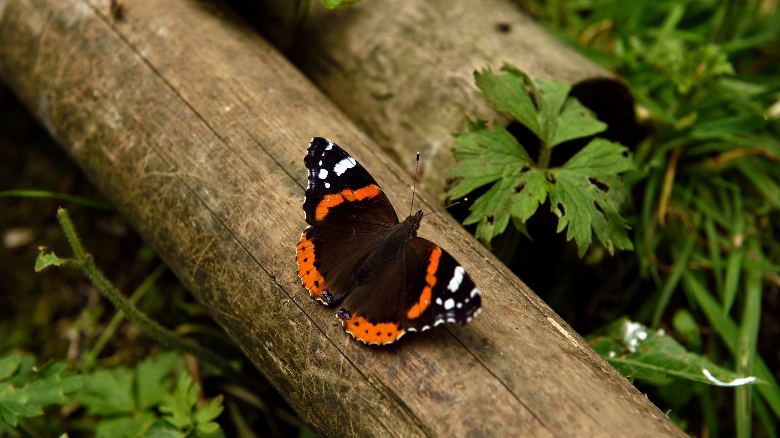 Red admiral butterfly resting on a log