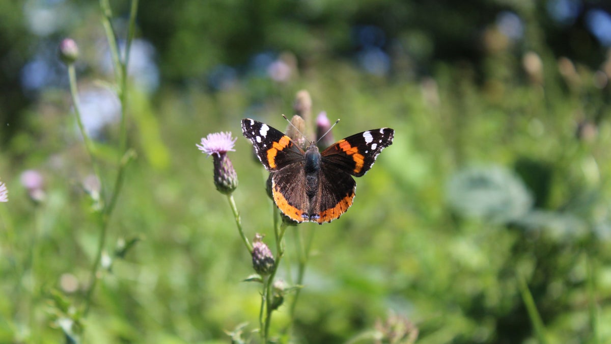 Creating a space for nature at Ormesby Hall National Trust