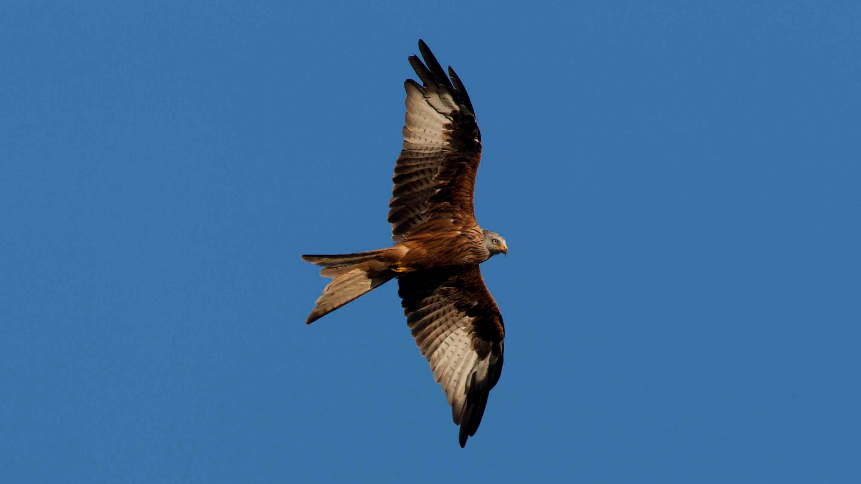 Red Kite (Milvus milvus) over Watlington Hill, Oxfordshire, in September