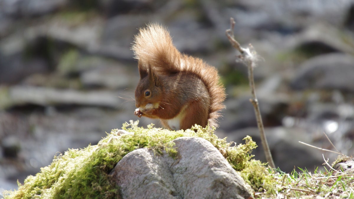 Spotting red squirrels National Trust