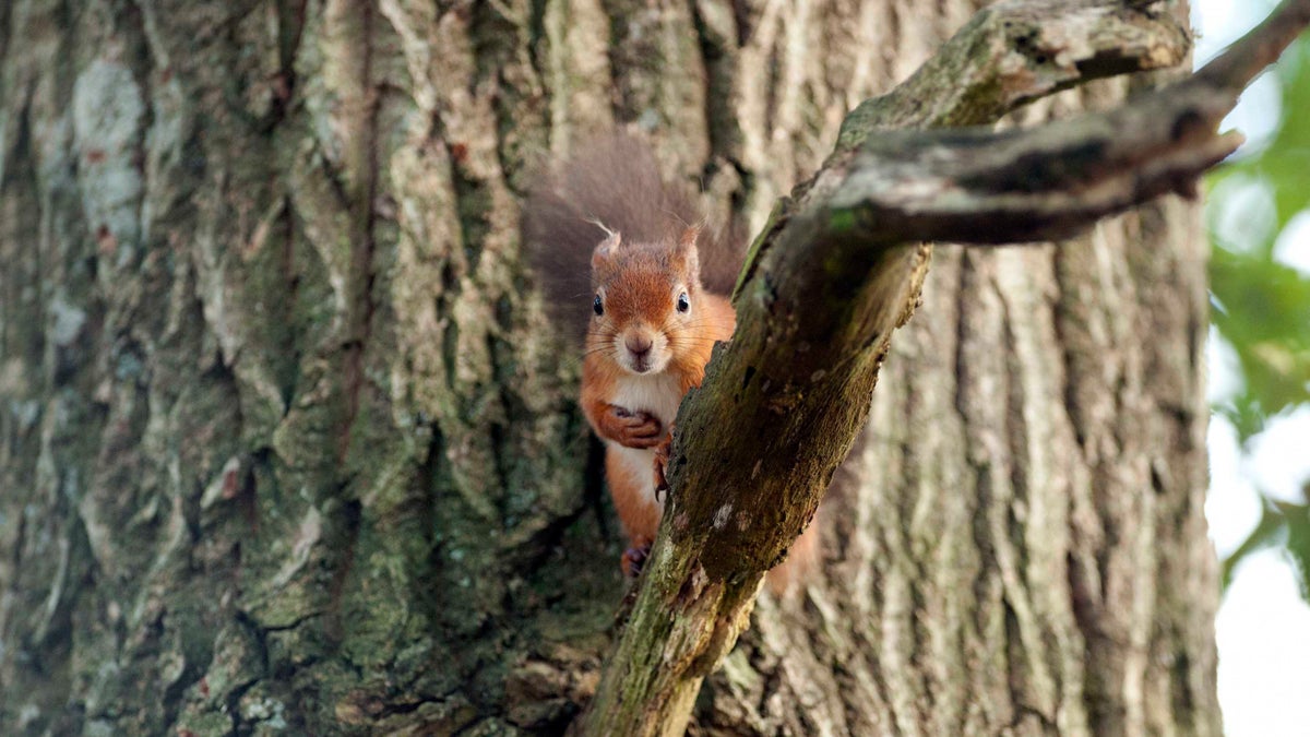 Things to see and do at Borthwood Copse | National Trust