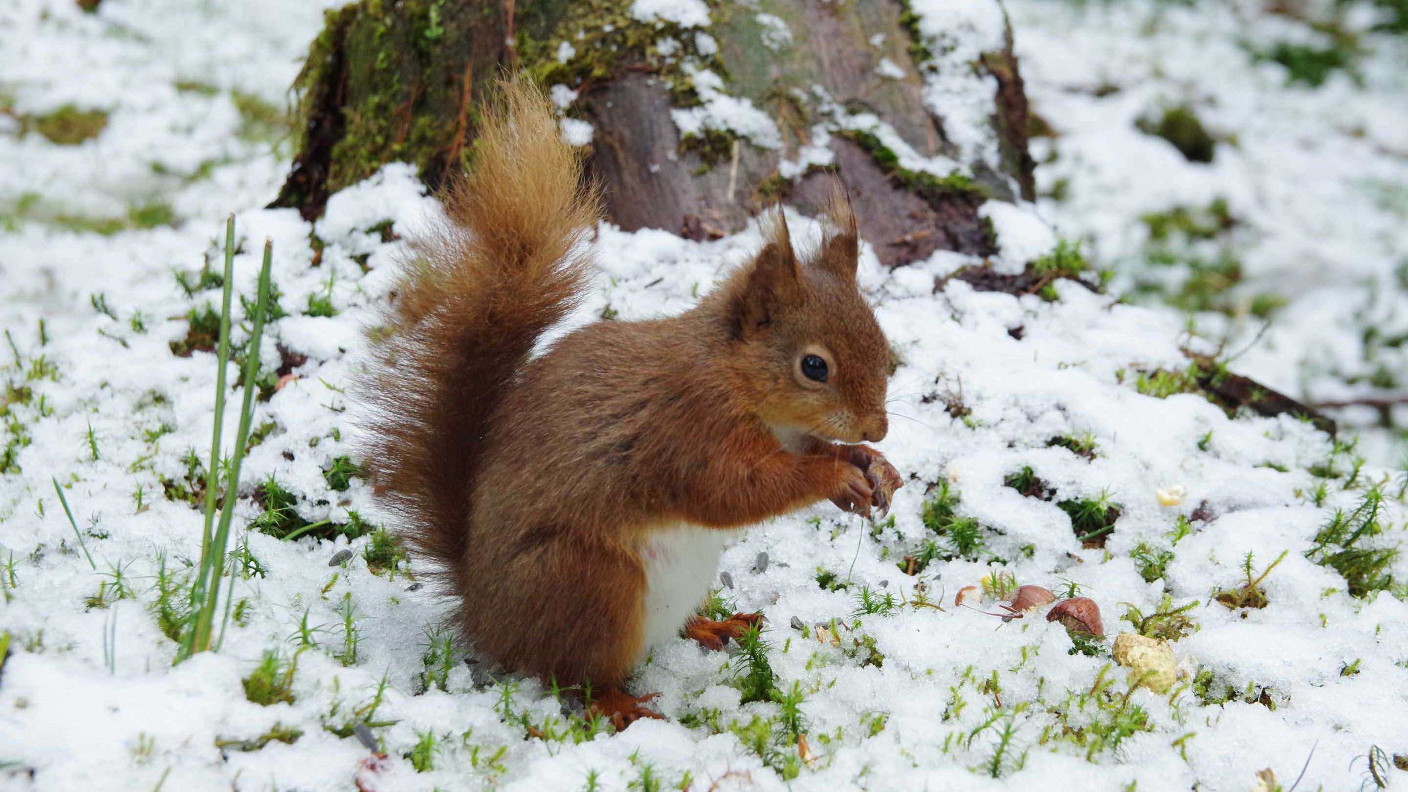 A red squirrel feeding in the snow, Yorkshire