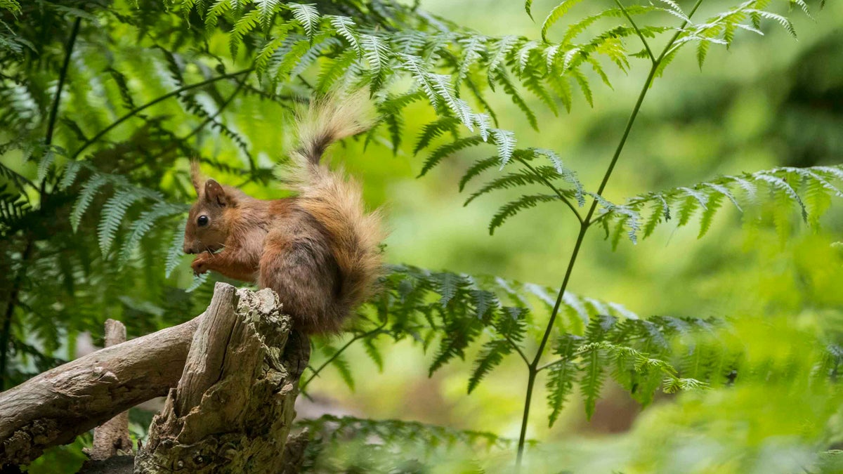 Red squirrels at Plas NewyddAnglesey National Trust