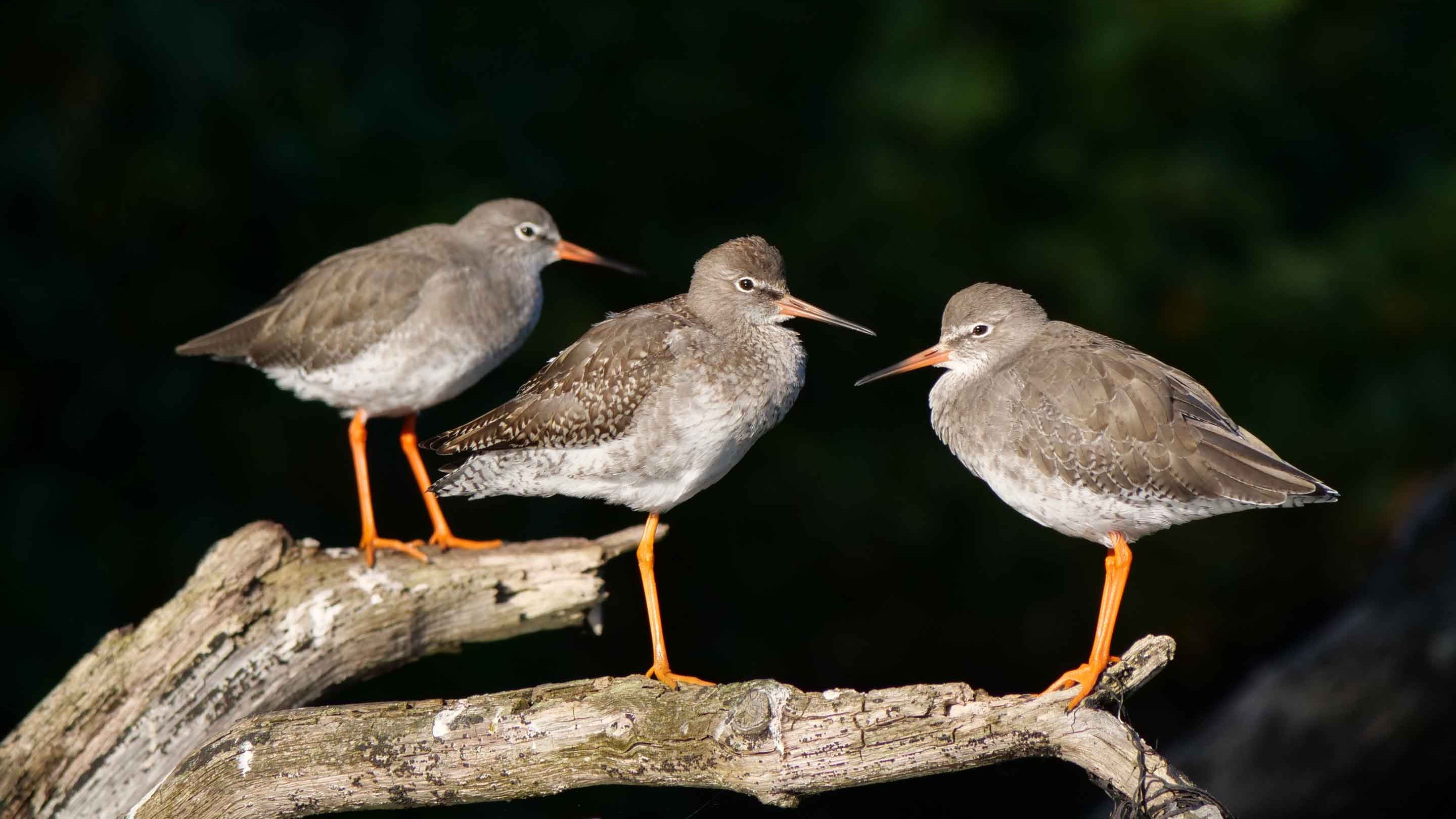 Redshanks near the beach at Trelissick, Cornwall