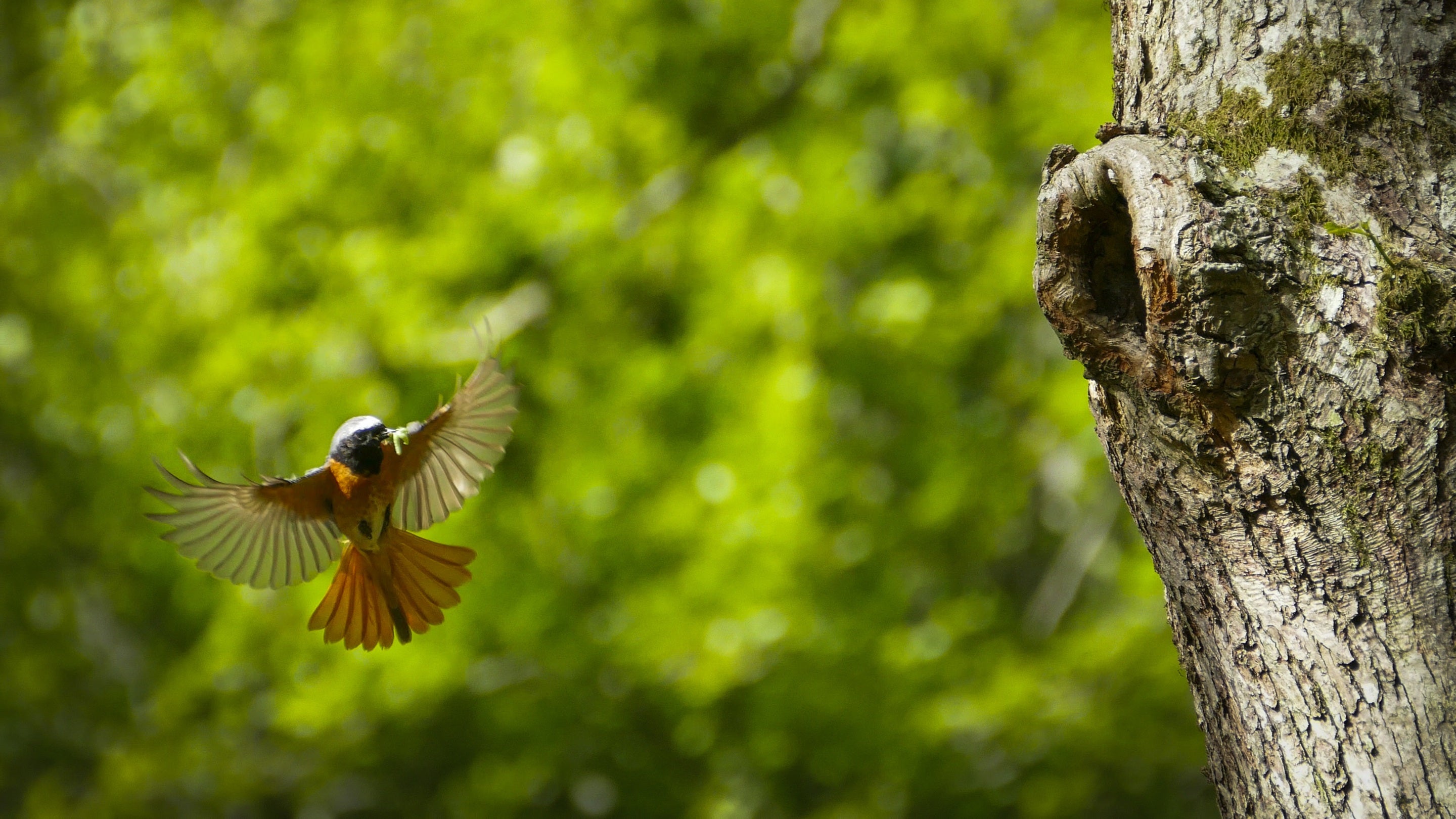 Redstart in flight at Barton Wood, Devon