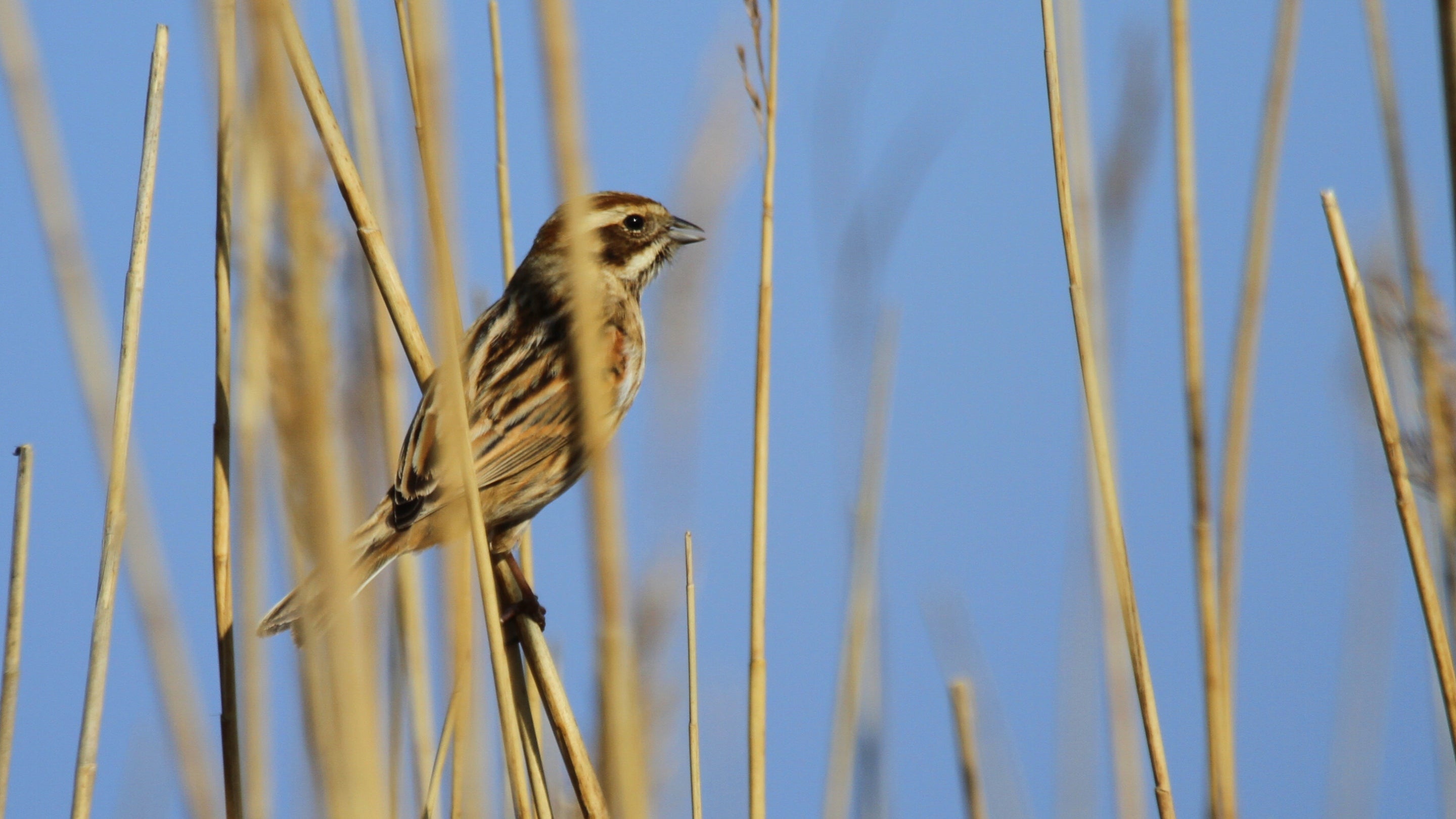 Reed bunting perching in reeds
