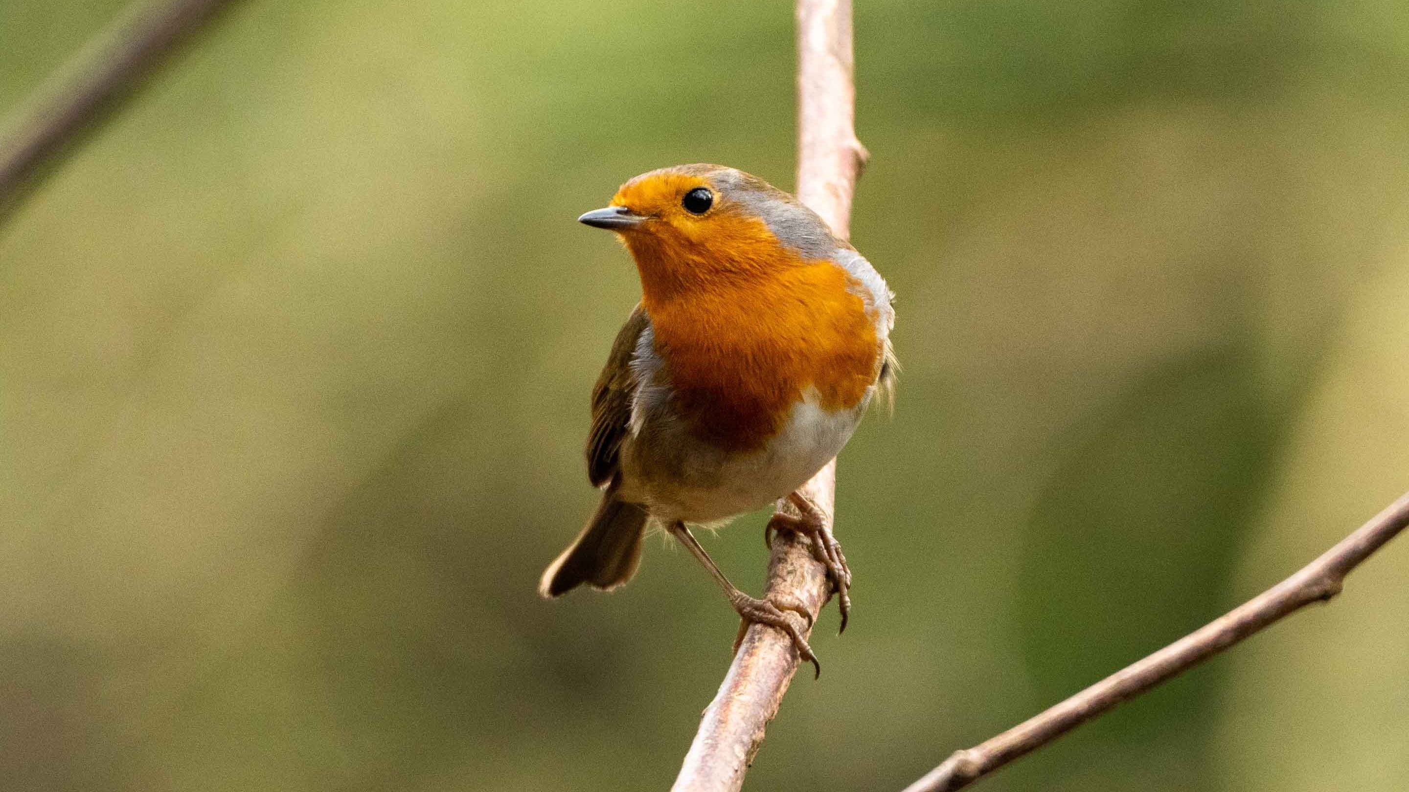 A close-up shot of a robin sitting on a branch at Sheringham Park, Norfolk