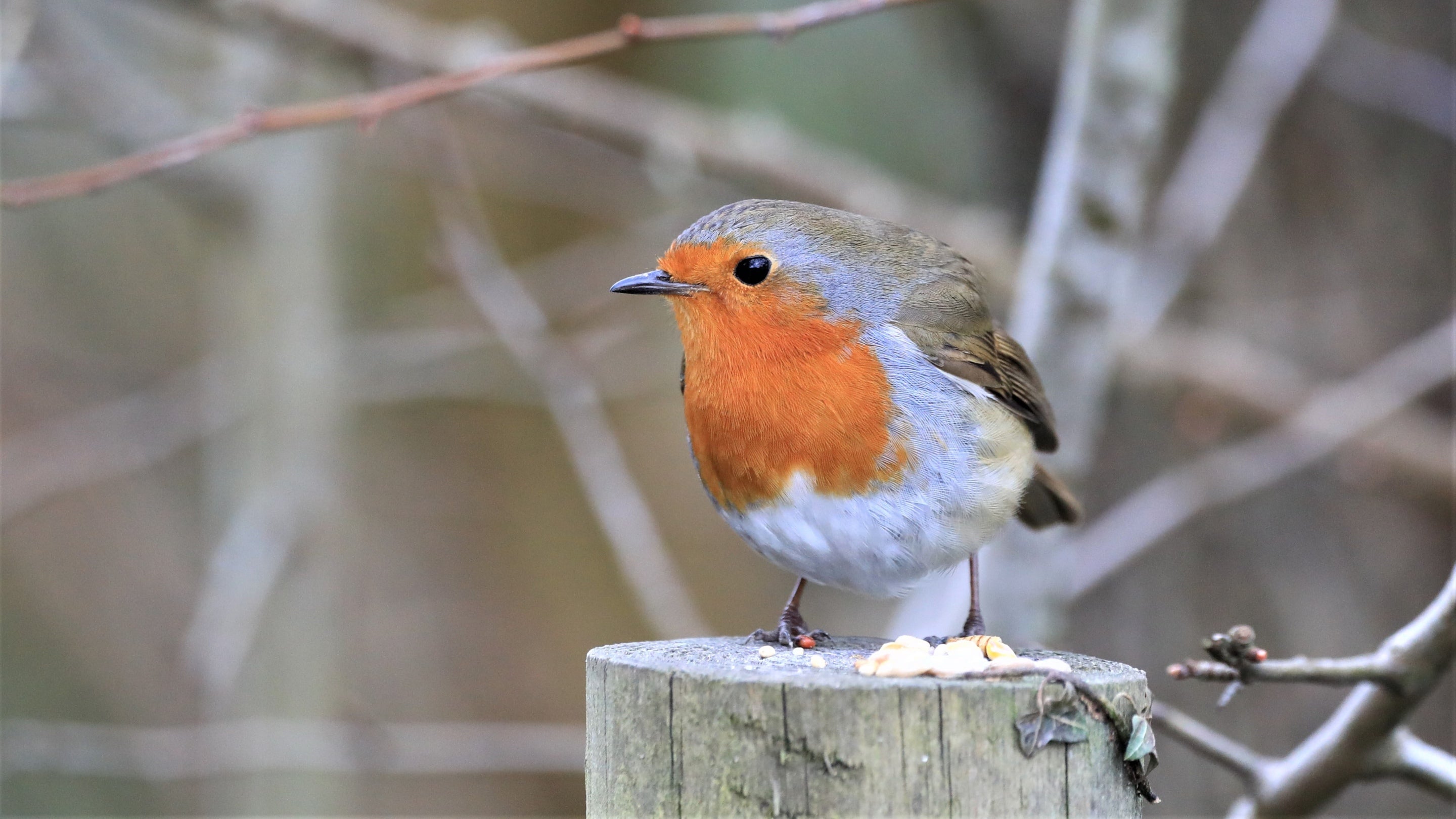 Close up of robin sitting on a wooden fence post in winter